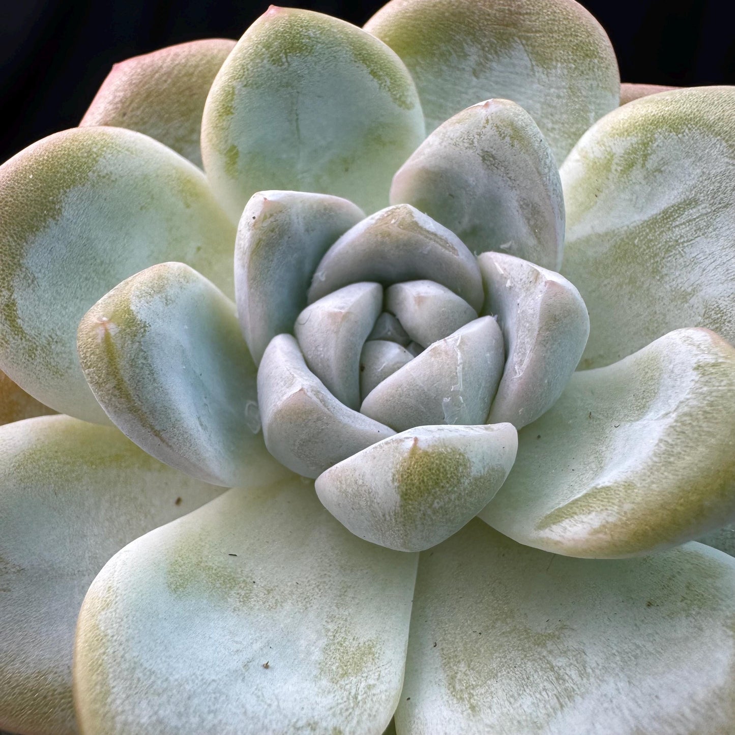 Echeveria  ‘Ice green ’, a single head with a baby head,  2.7inches , NO.20