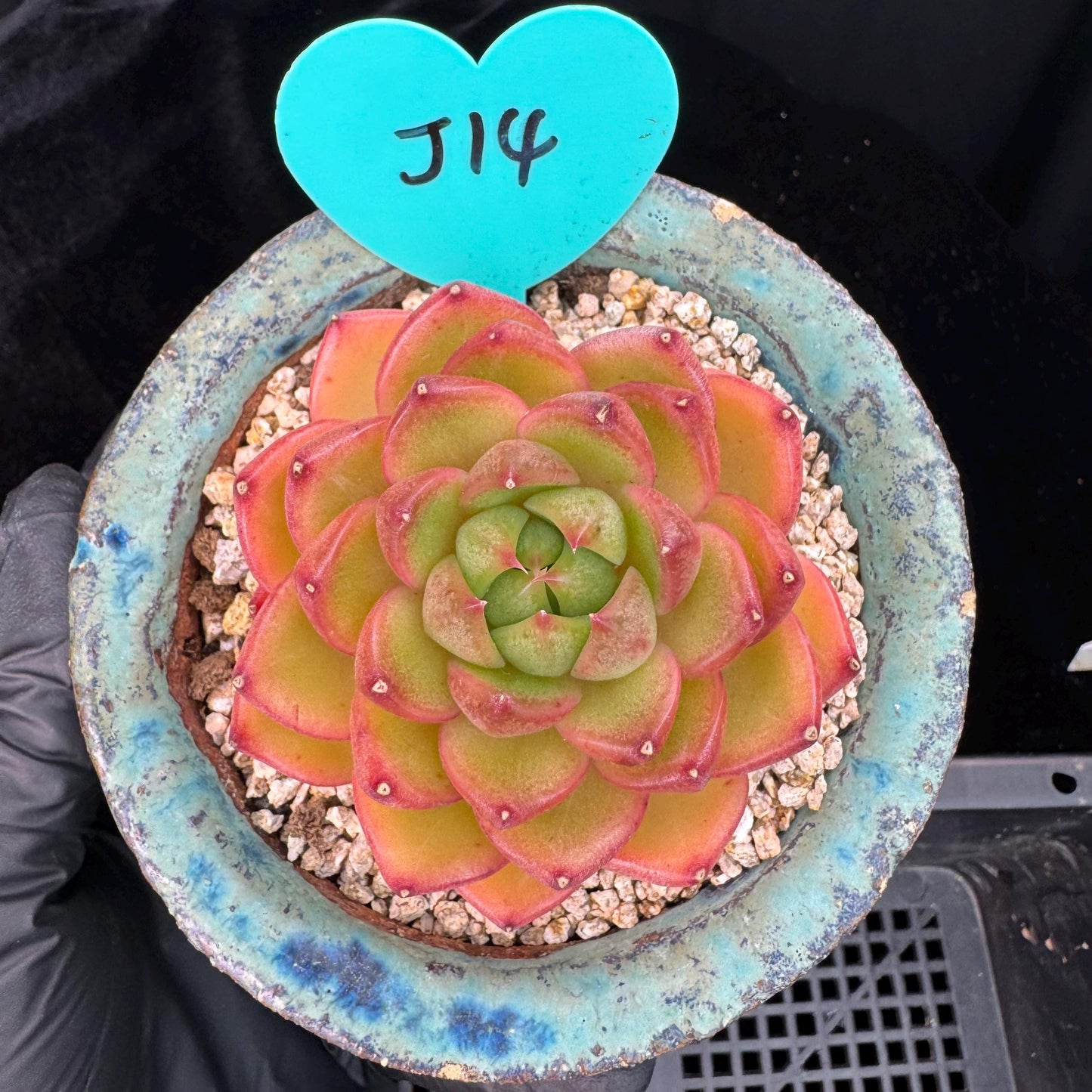 Echeveria' Moonlight treasure box', 2.5inches, J14