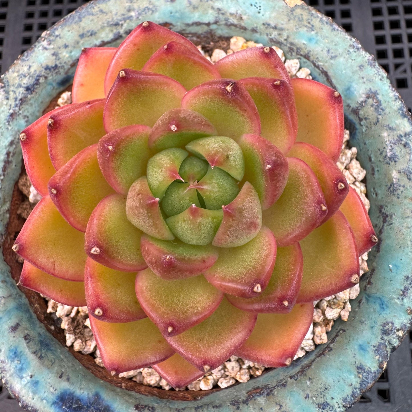Echeveria' Moonlight treasure box', 2.5inches, J14
