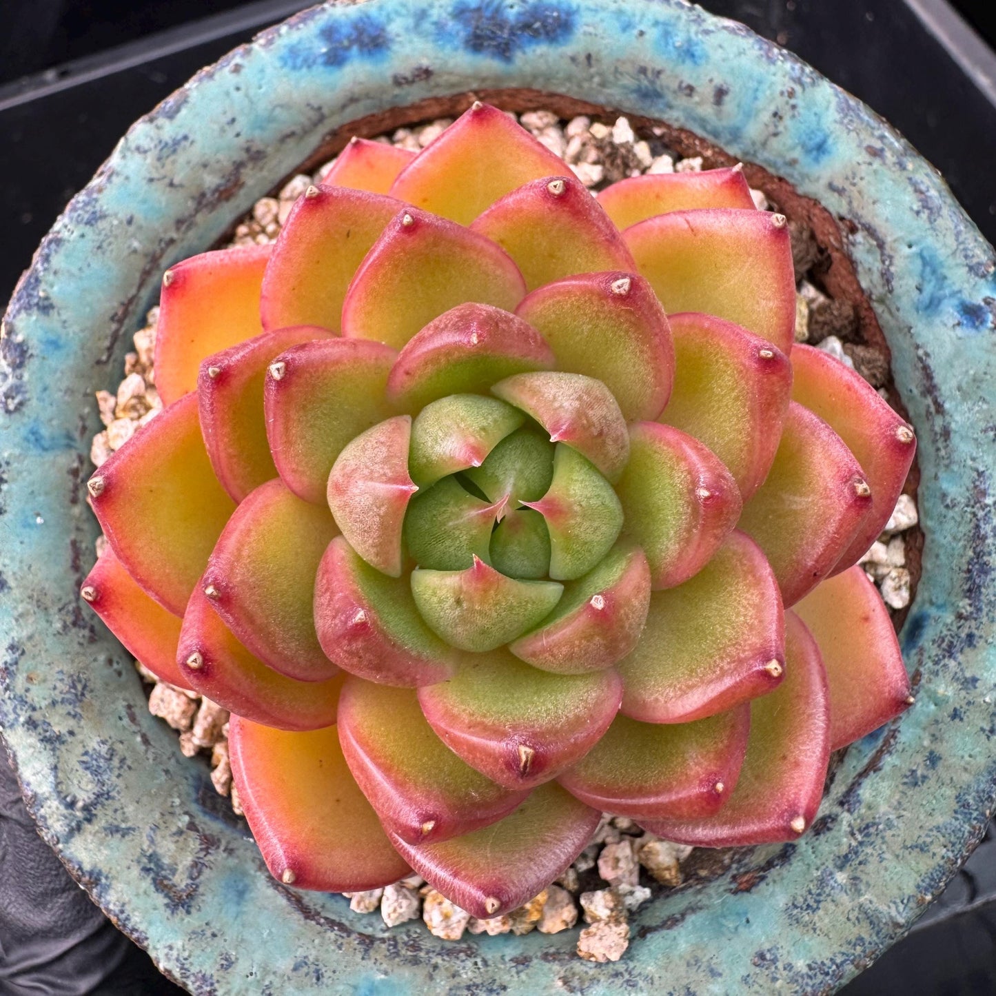 Echeveria' Moonlight treasure box', 2.5inches, J14