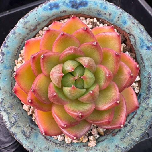 Echeveria' Moonlight treasure box', 2.5inches, J14
