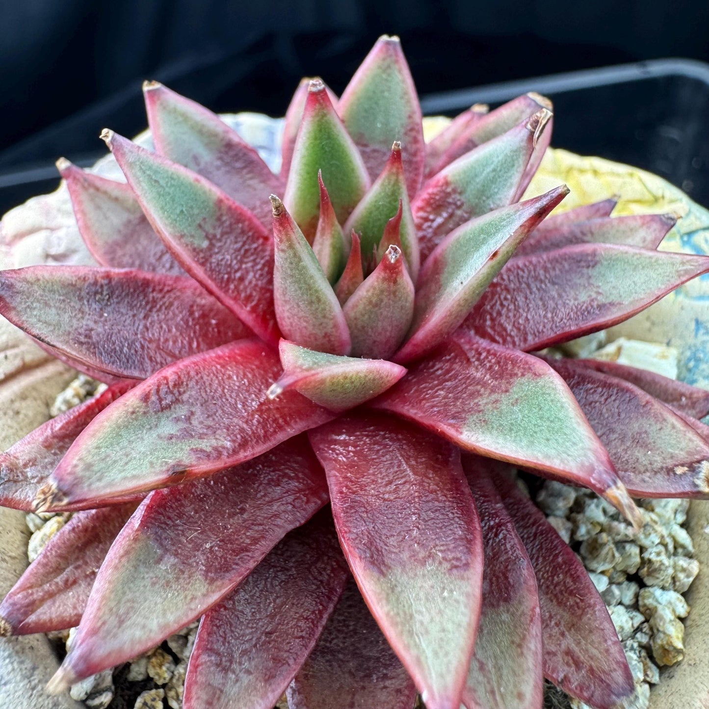 Echeveria' Red Sea king', 2.5inches, J15