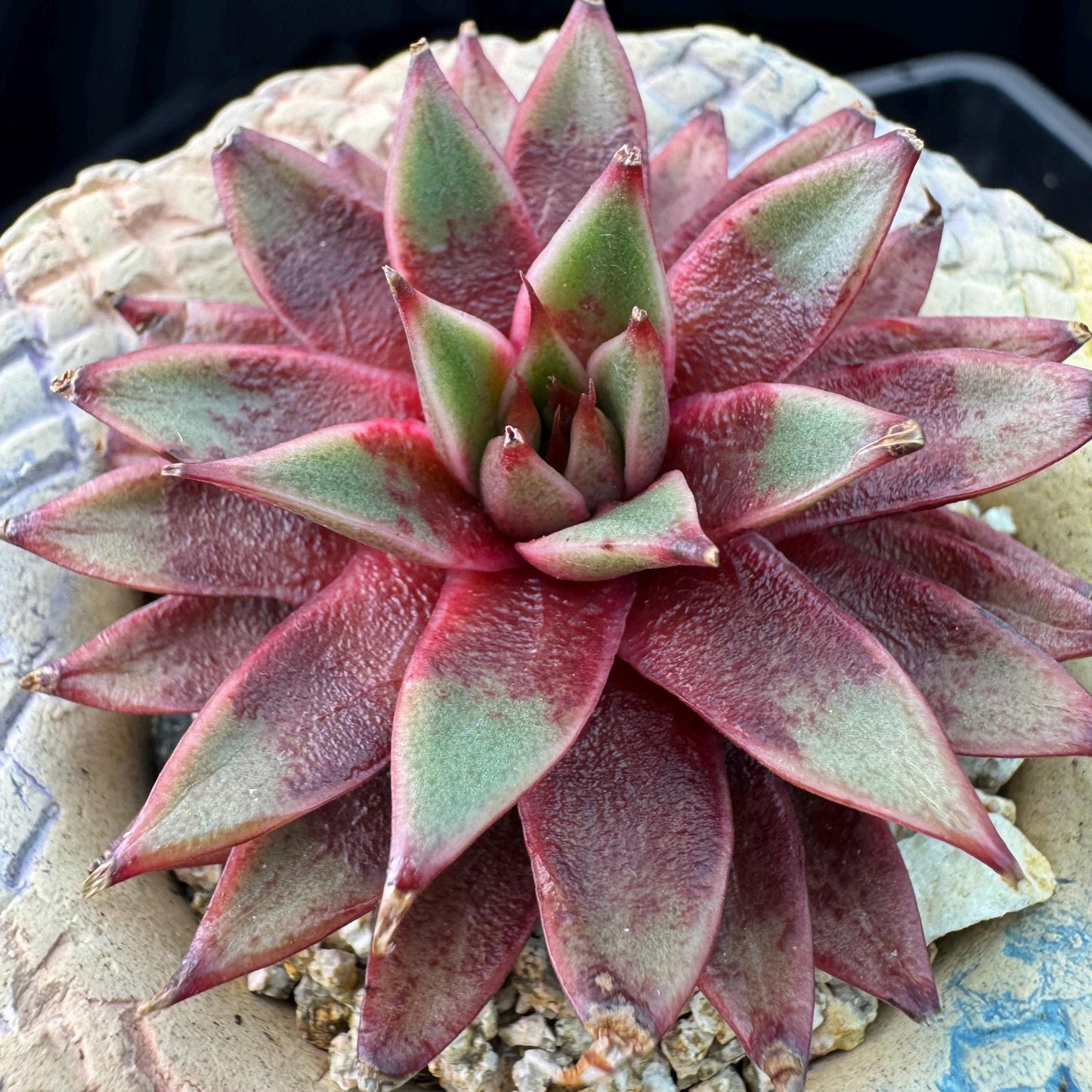 Echeveria' Red Sea king', 2.5inches, J15