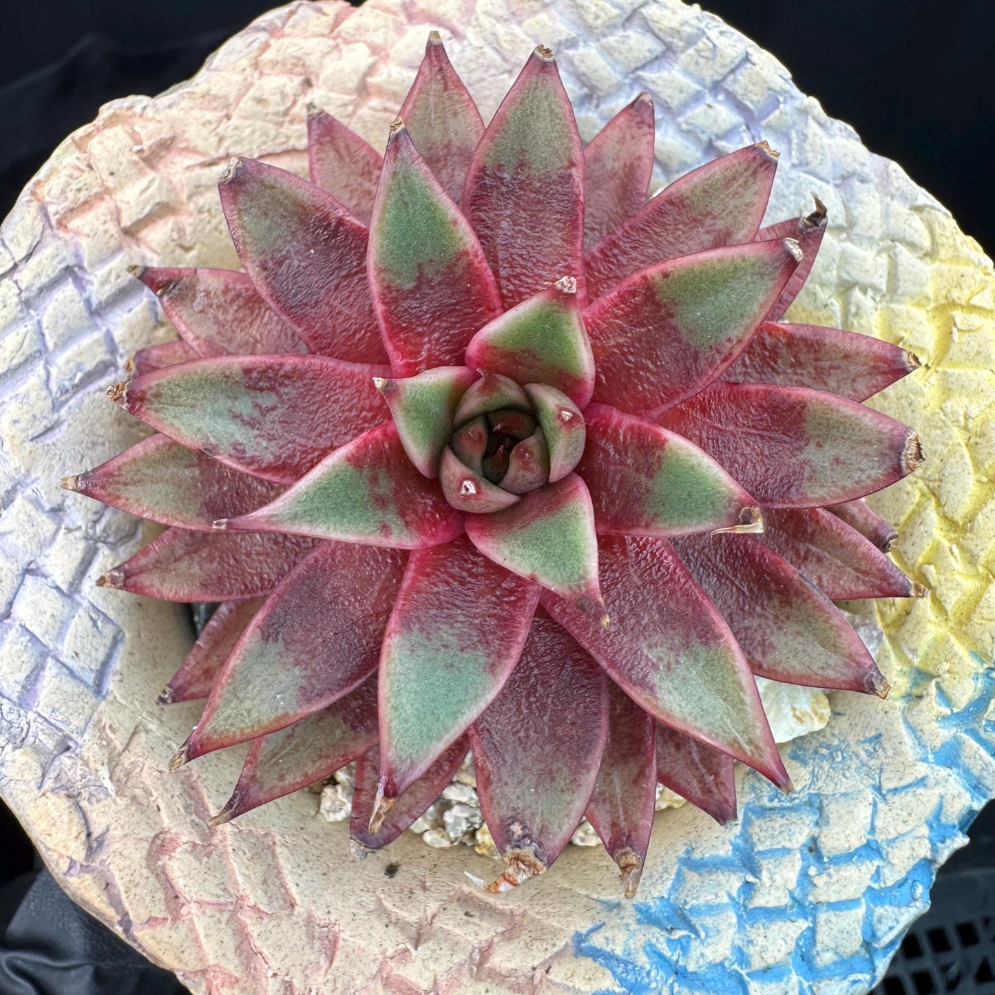 Echeveria' Red Sea king', 2.5inches, J15