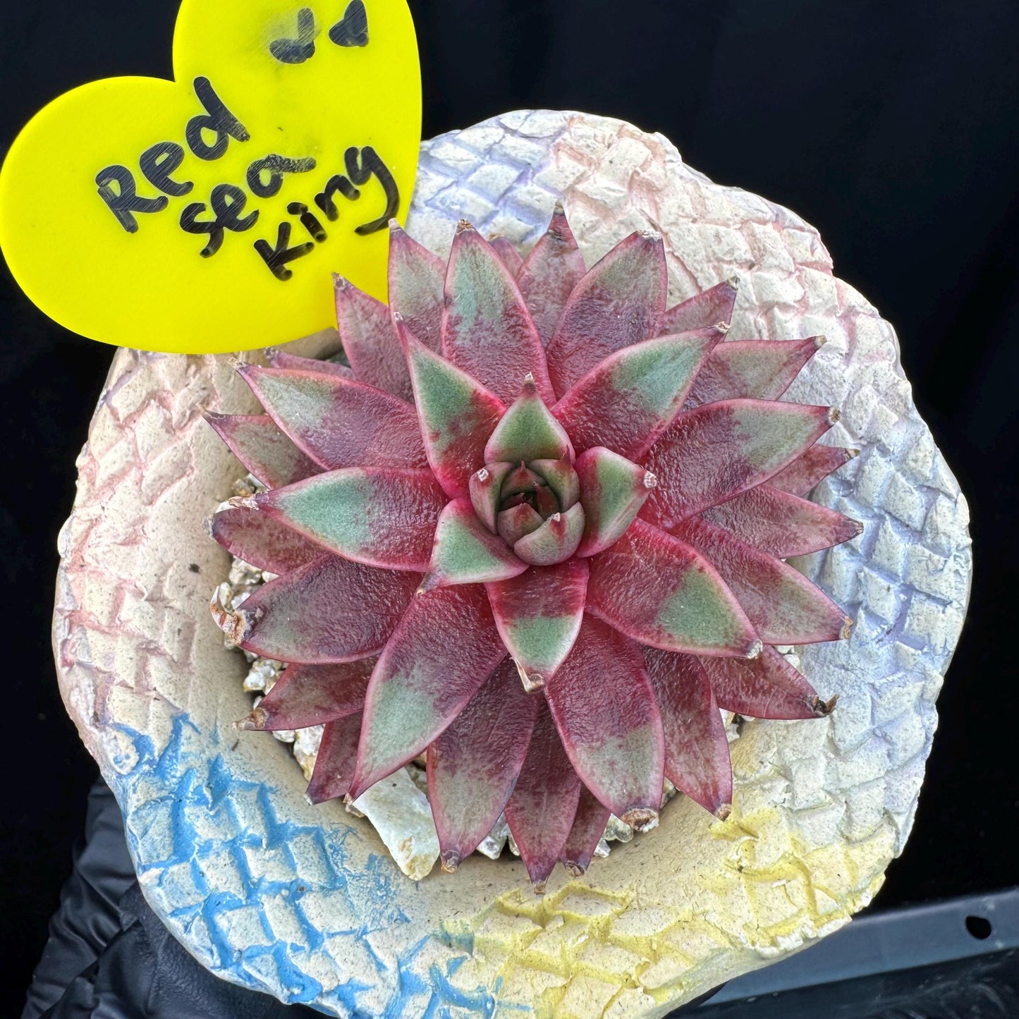 Echeveria' Red Sea king', 2.5inches, J15