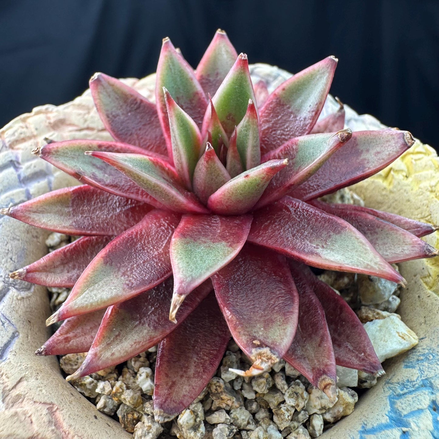 Echeveria' Red Sea king', 2.5inches, J15