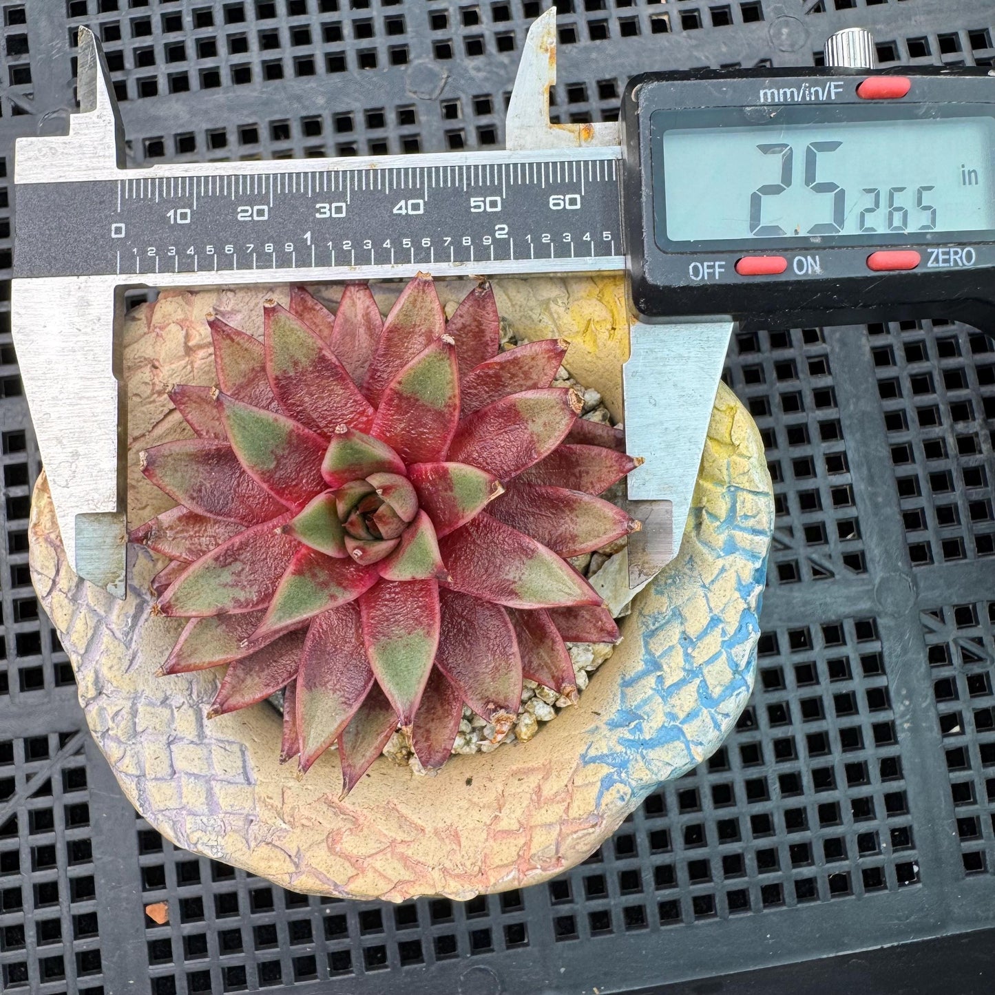 Echeveria' Red Sea king', 2.5inches, J15
