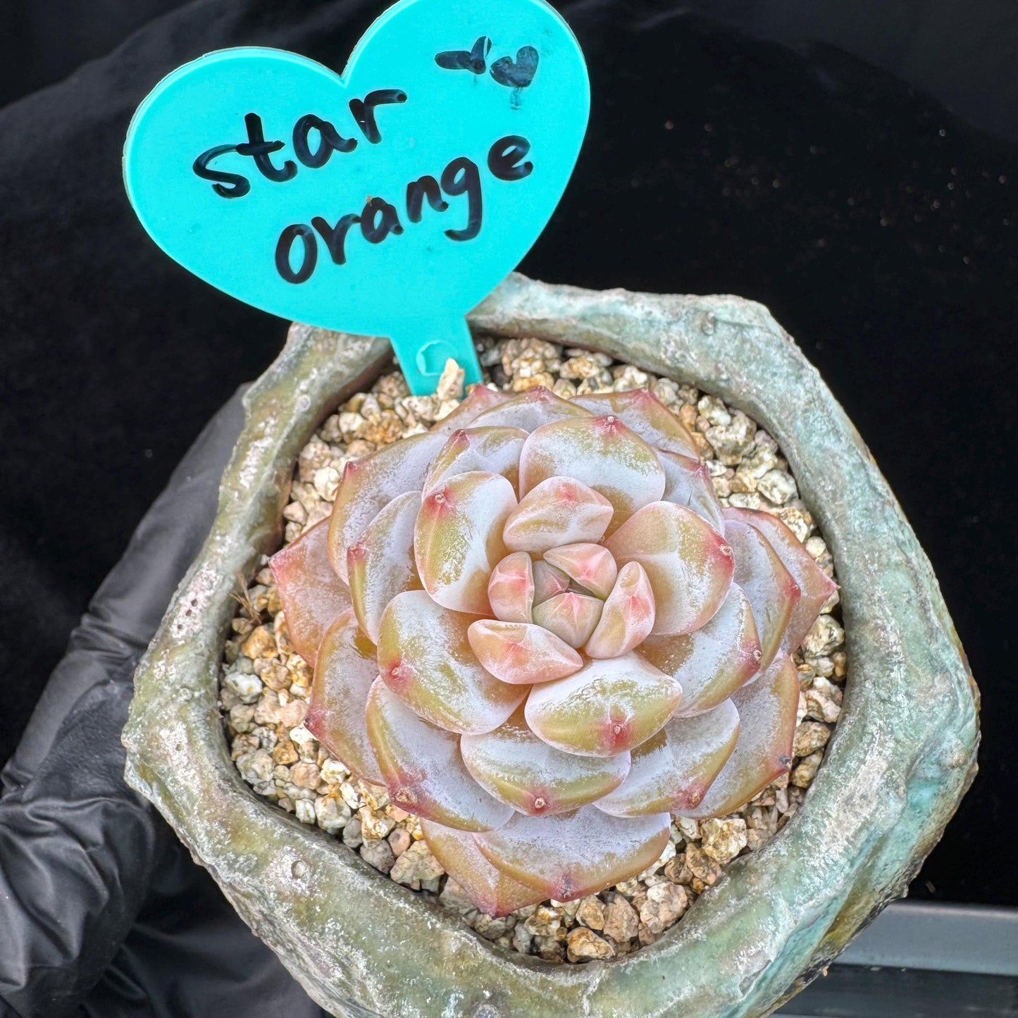 Echeveria' Star orange', 2.1inches, J11