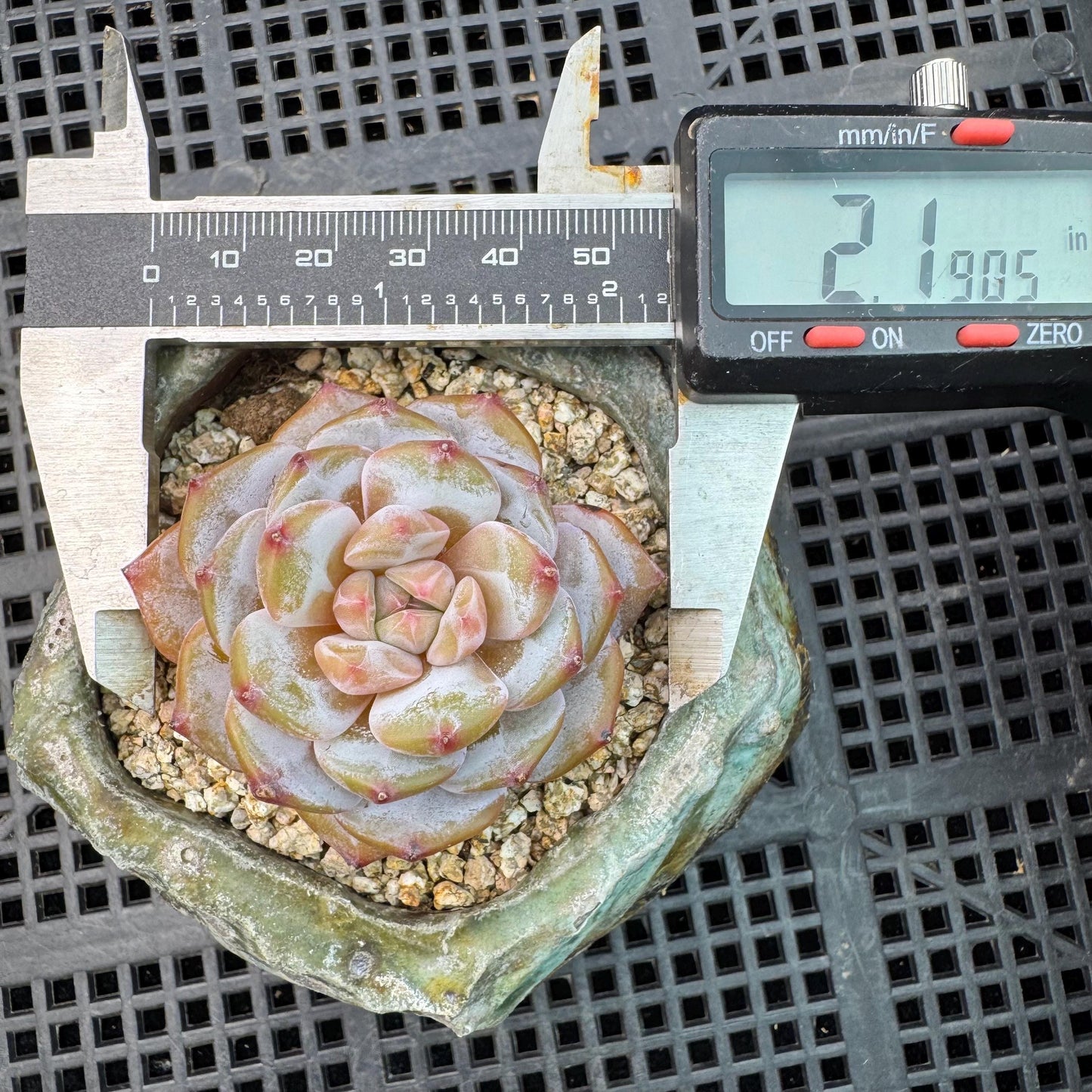 Echeveria' Star orange', 2.1inches, J11