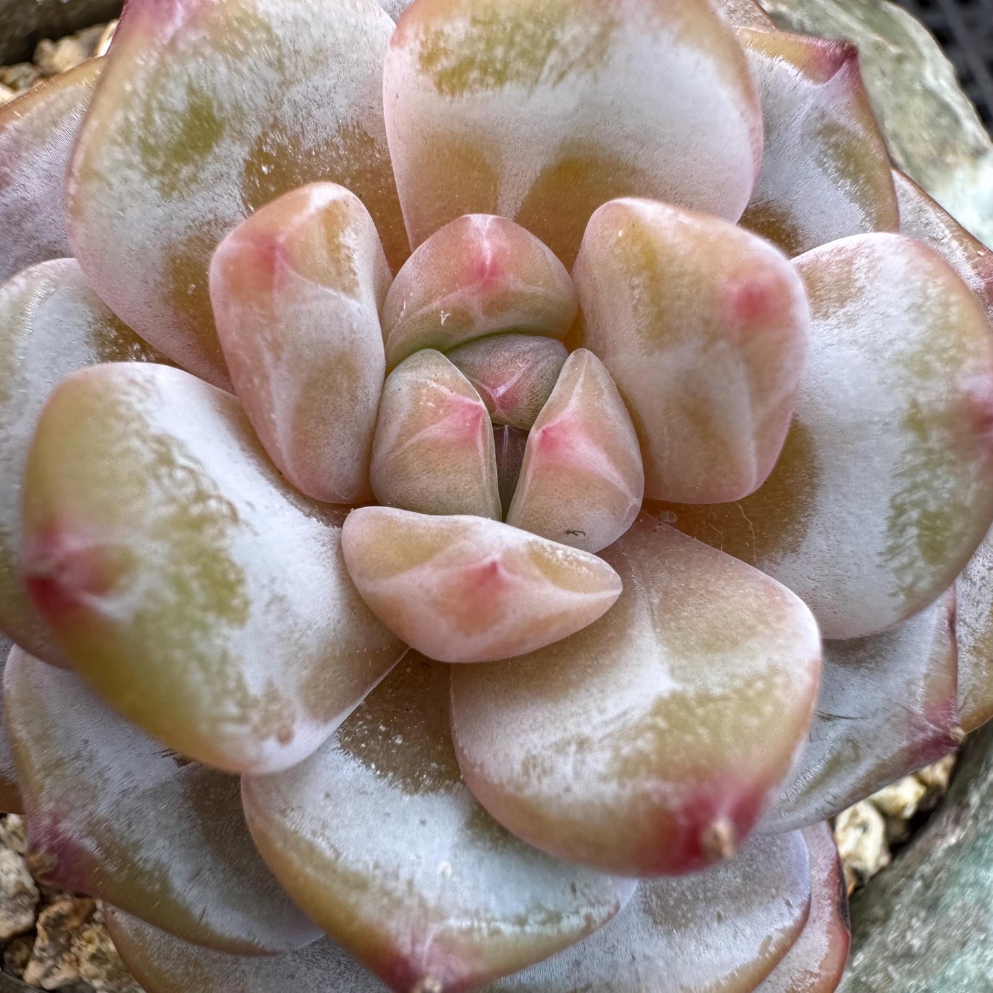 Echeveria' Star orange', 2.1inches, J11