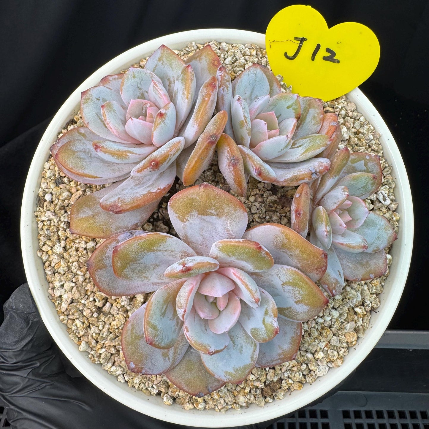 Echeveria' cream tea', 4headads,  4.7inches, J12