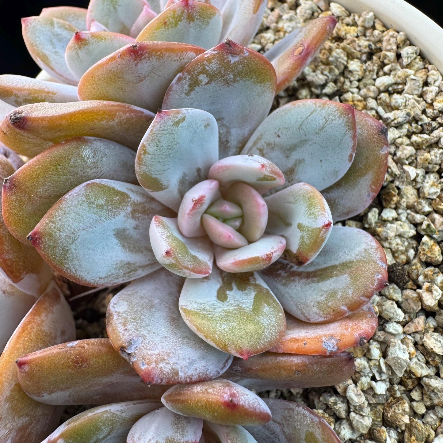 Echeveria' cream tea', 4headads,  4.7inches, J12