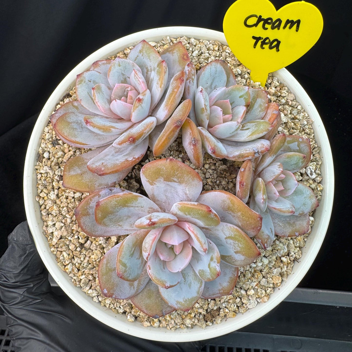 Echeveria' cream tea', 4headads,  4.7inches, J12