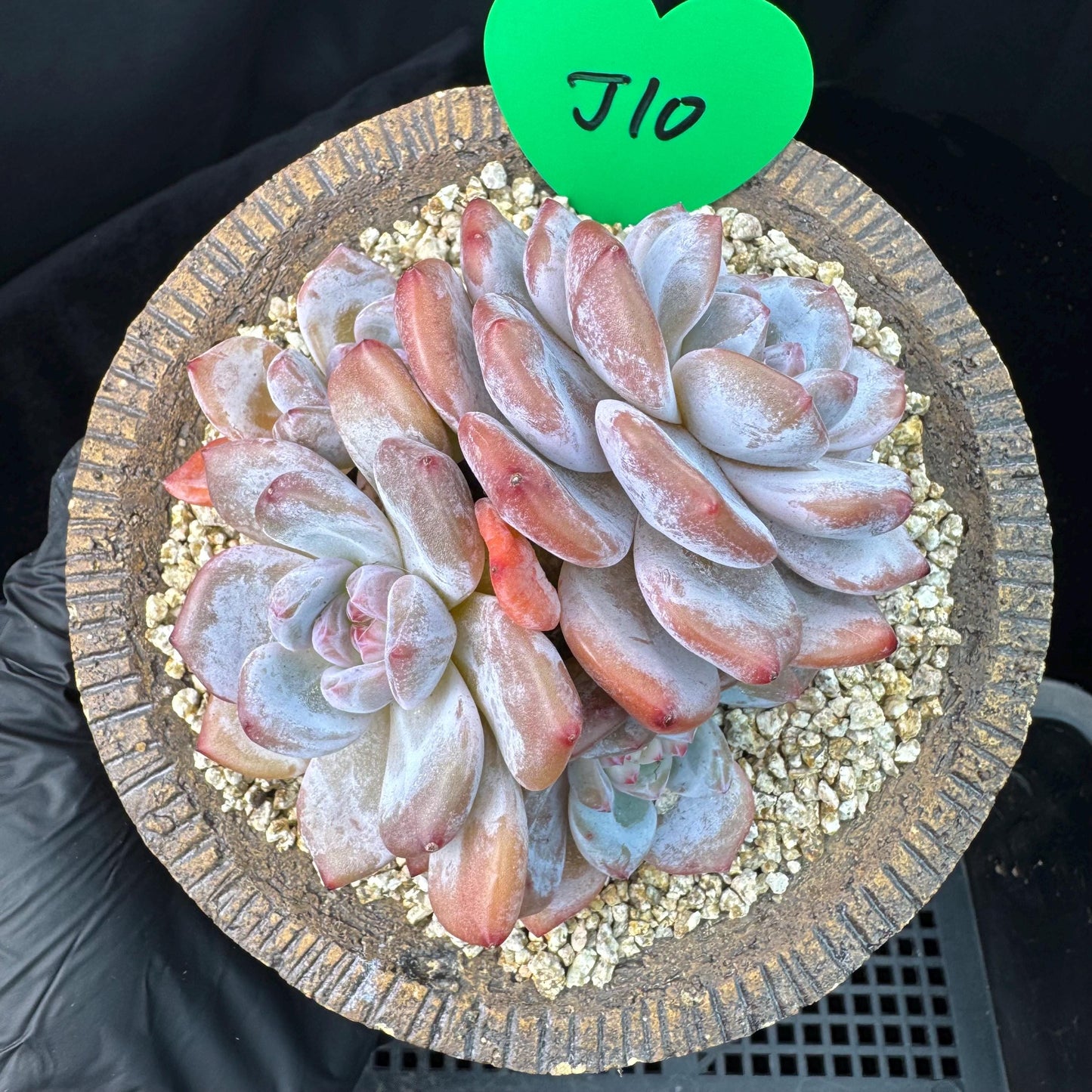 Echeveria' Orange Monroe ',4heads,  3.9inches, J10