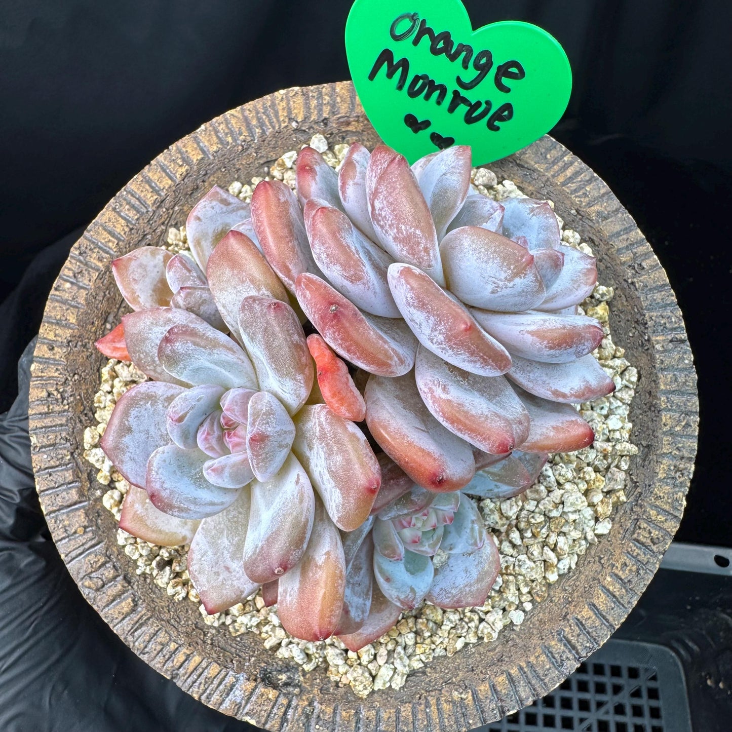 Echeveria' Orange Monroe ',4heads,  3.9inches, J10