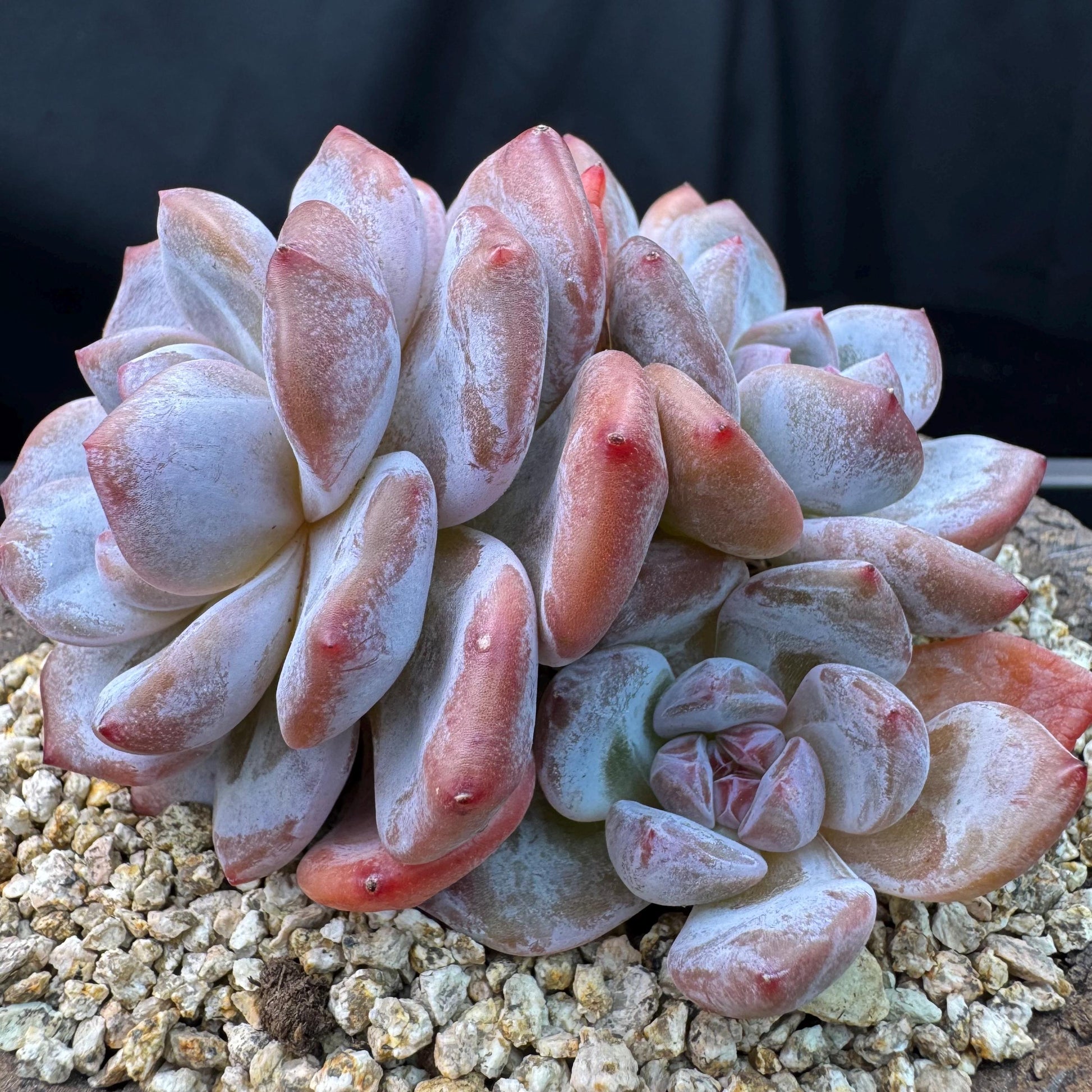 orange monroe succulent Echeveria' Orange Monroe ',4heads, 3.9inches, J10 – Succulent Loft