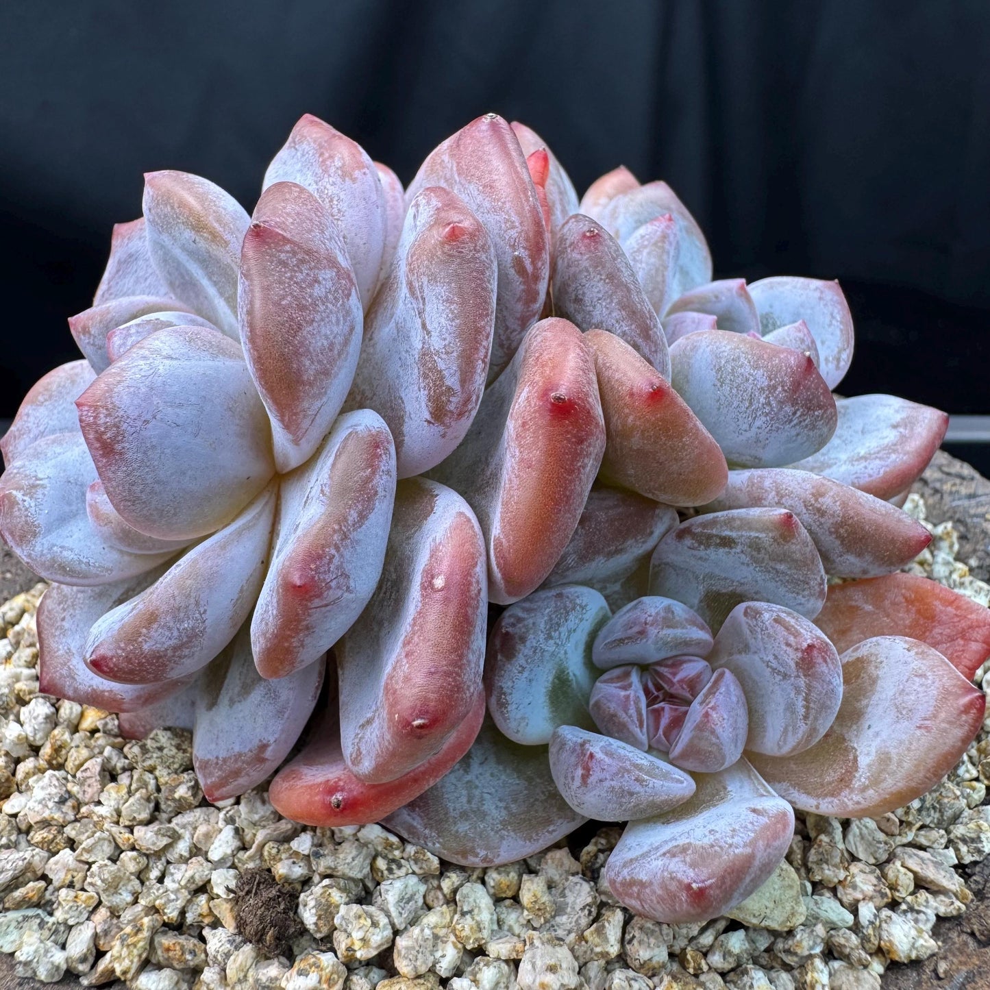 Echeveria' Orange Monroe ',4heads,  3.9inches, J10
