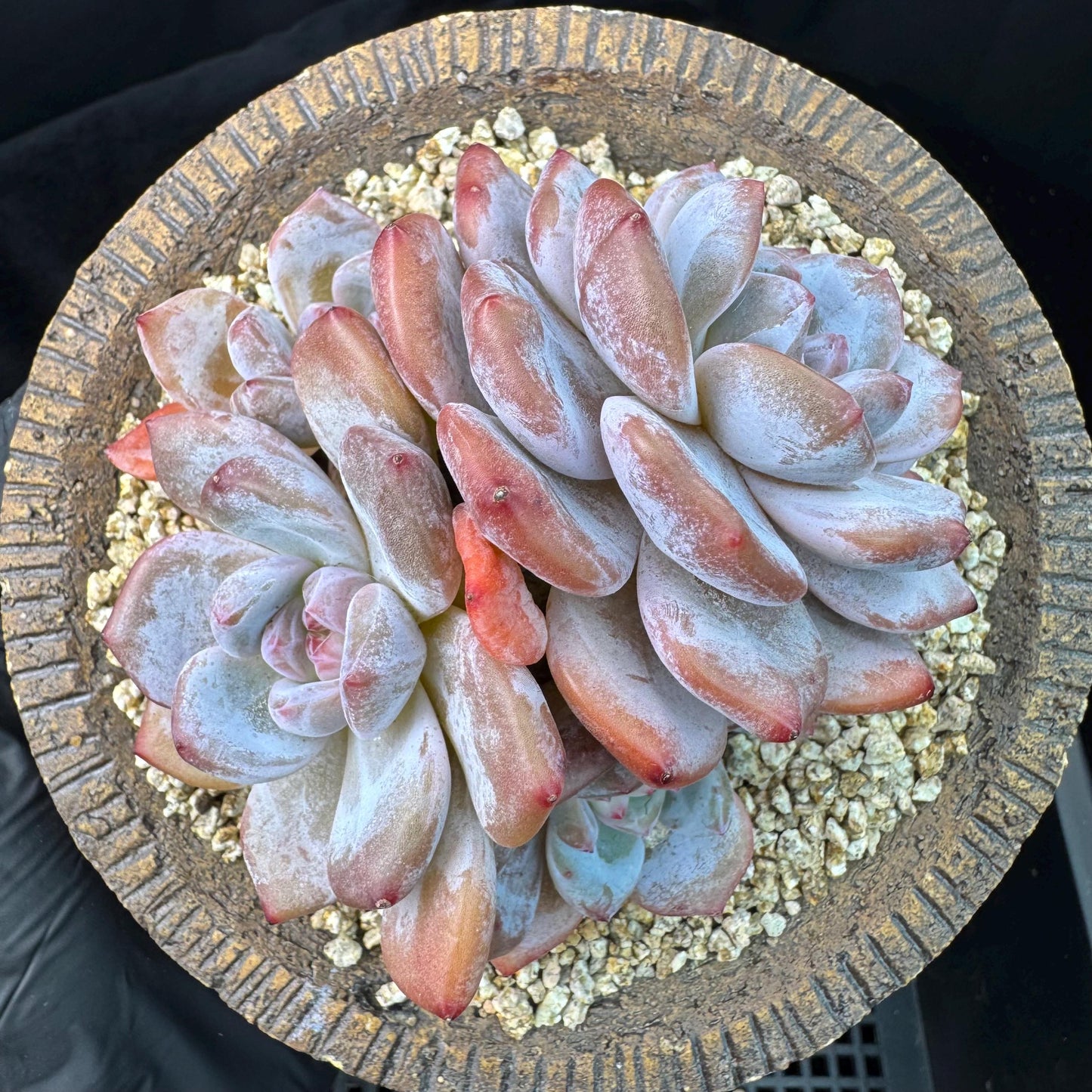 Echeveria' Orange Monroe ',4heads,  3.9inches, J10