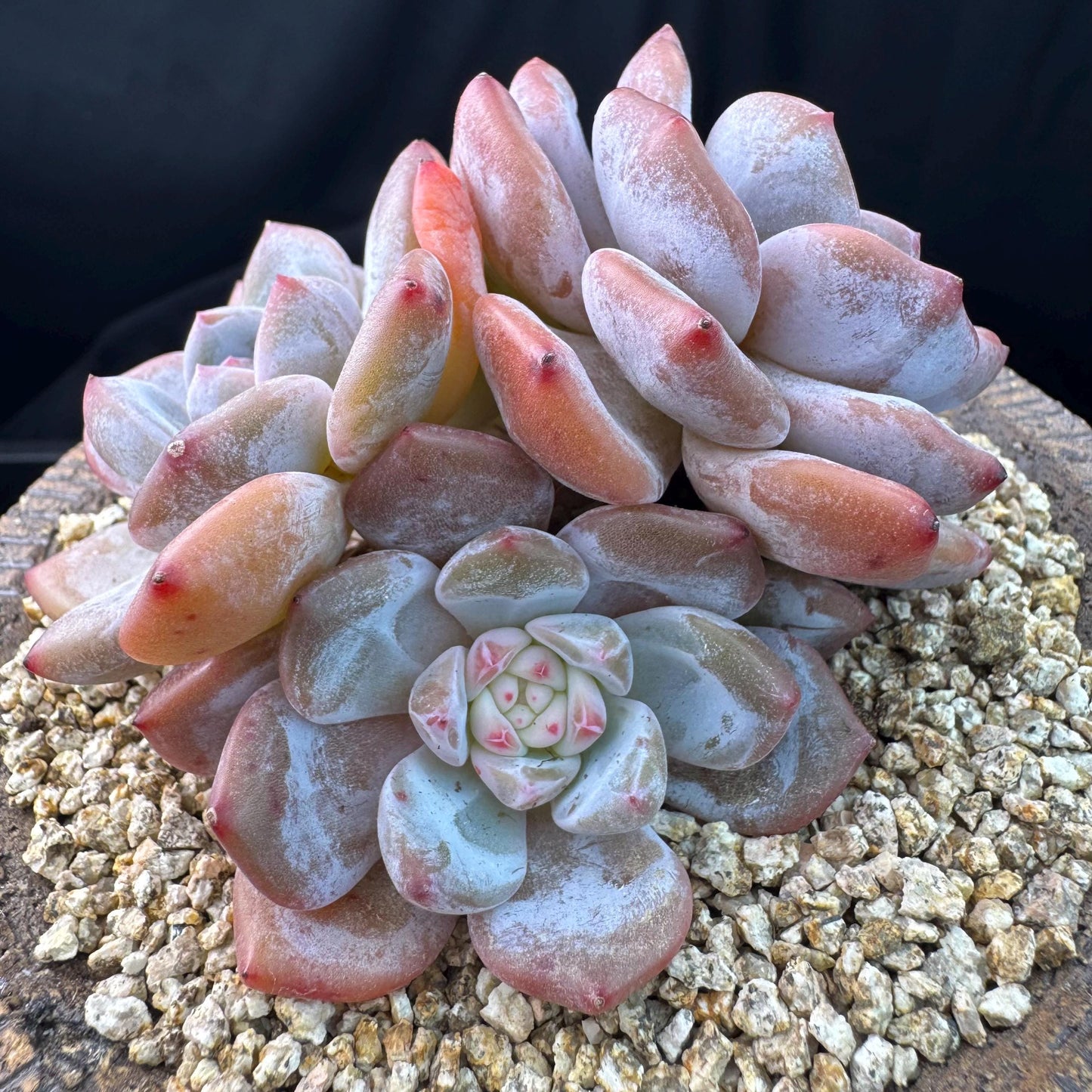 Echeveria' Orange Monroe ',4heads,  3.9inches, J10