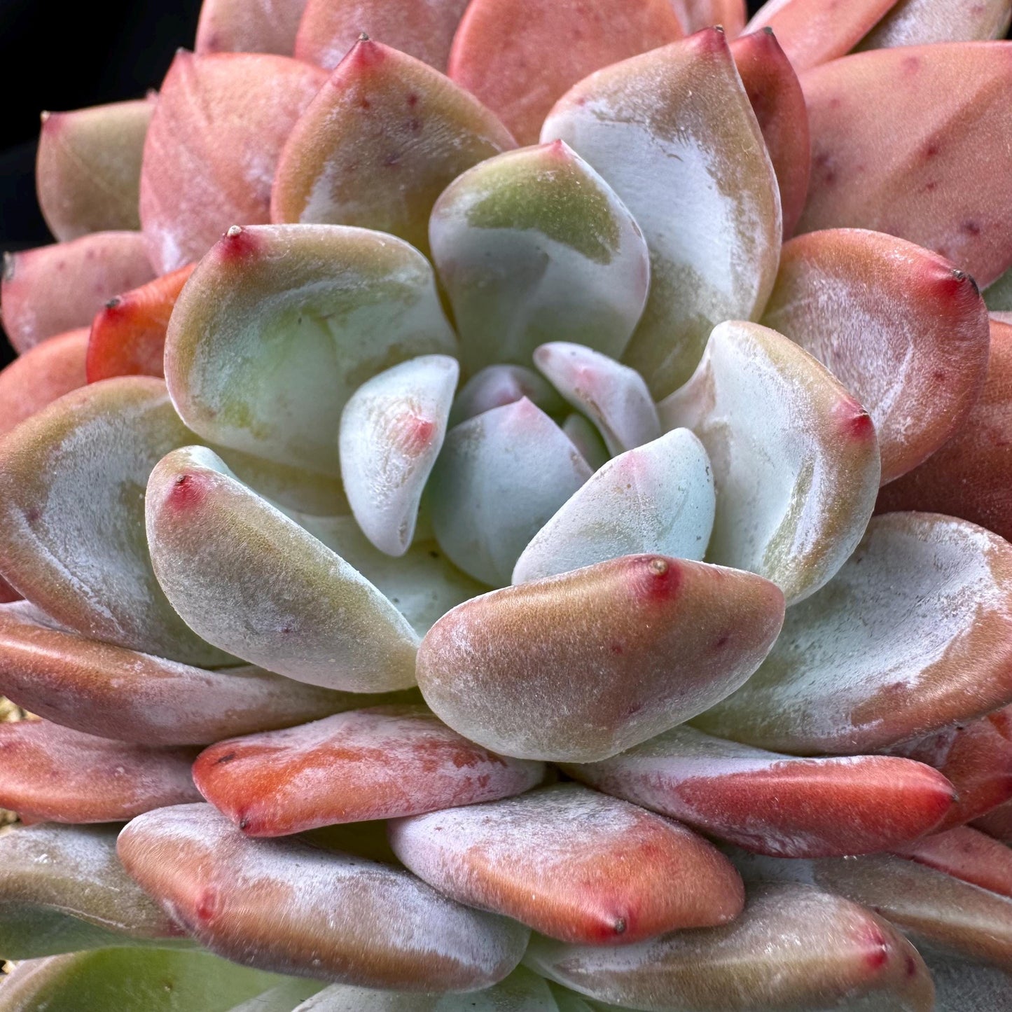 Echeveria' Orange Monroe ', 5.1inches, J28