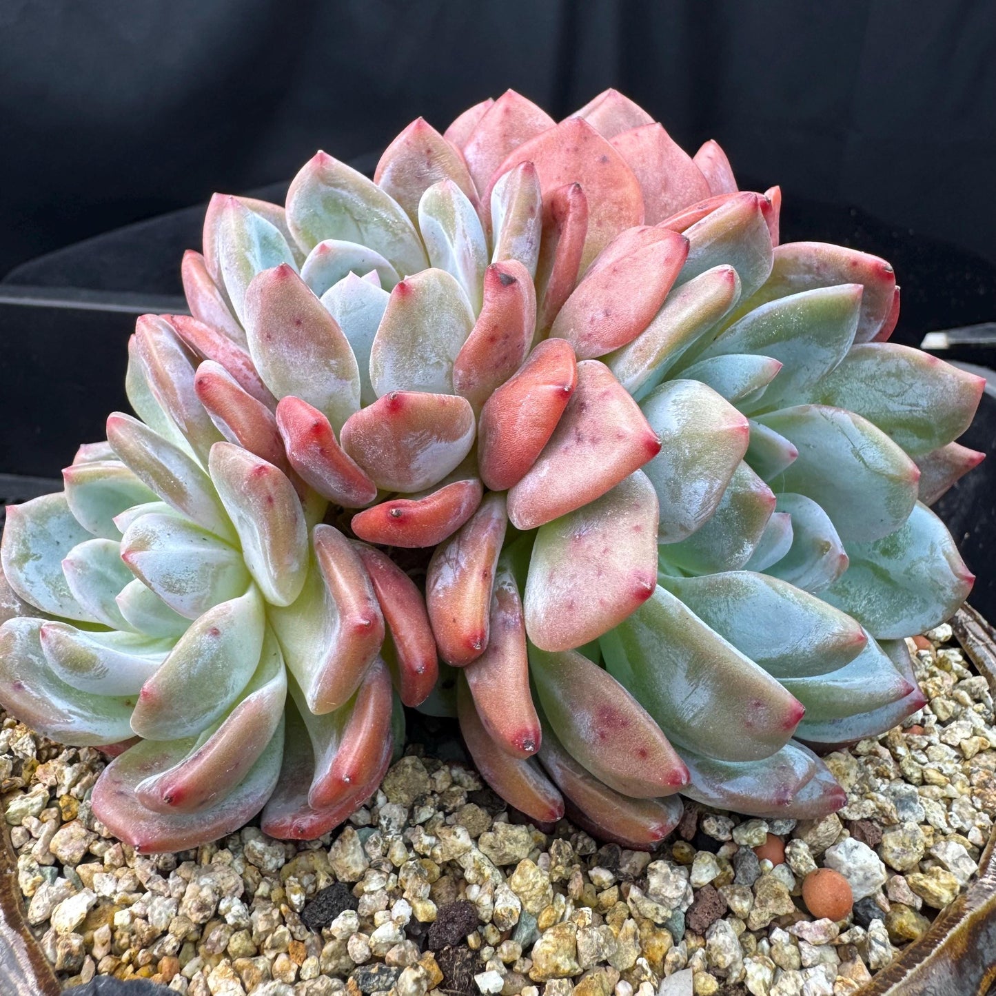 Echeveria' Orange Monroe ', 5.1inches, J28