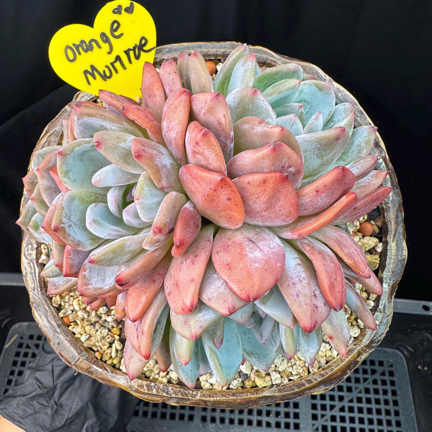 Echeveria' Orange Monroe ', 5.1inches, J28