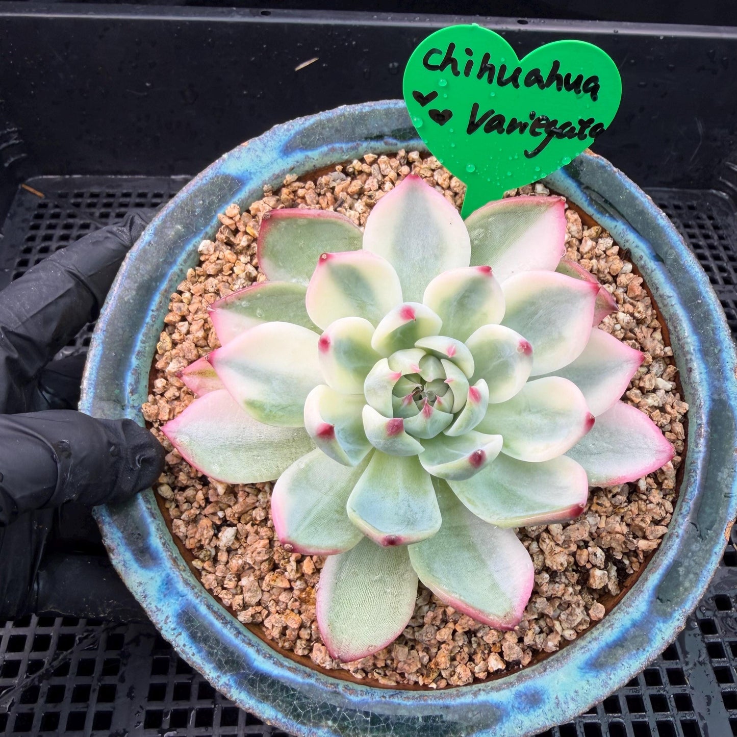 Echeveria  ‘Chihuahuaenis variegated',  single head, 3.1inches ,J05