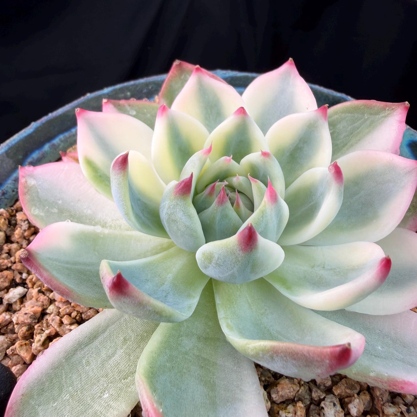 Echeveria  ‘Chihuahuaenis variegated',  single head, 3.1inches ,J05