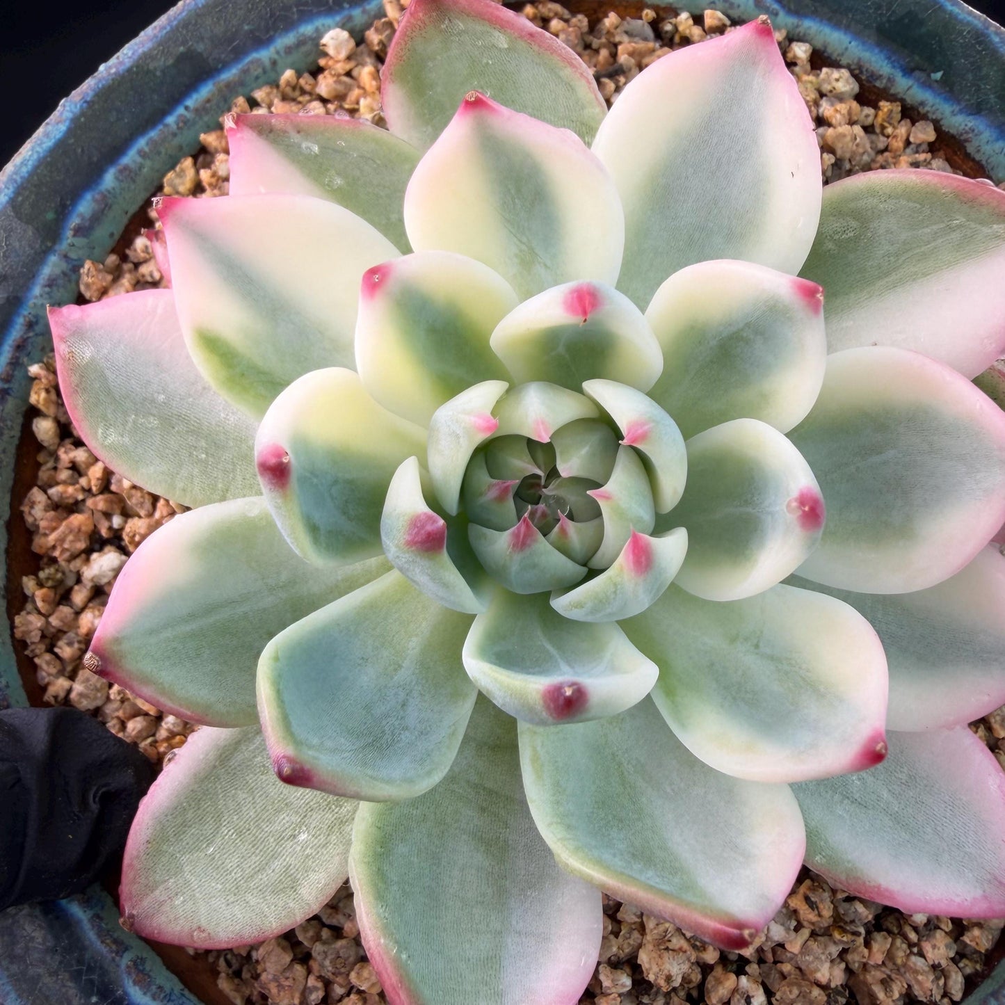 Echeveria  ‘Chihuahuaenis variegated',  single head, 3.1inches ,J05