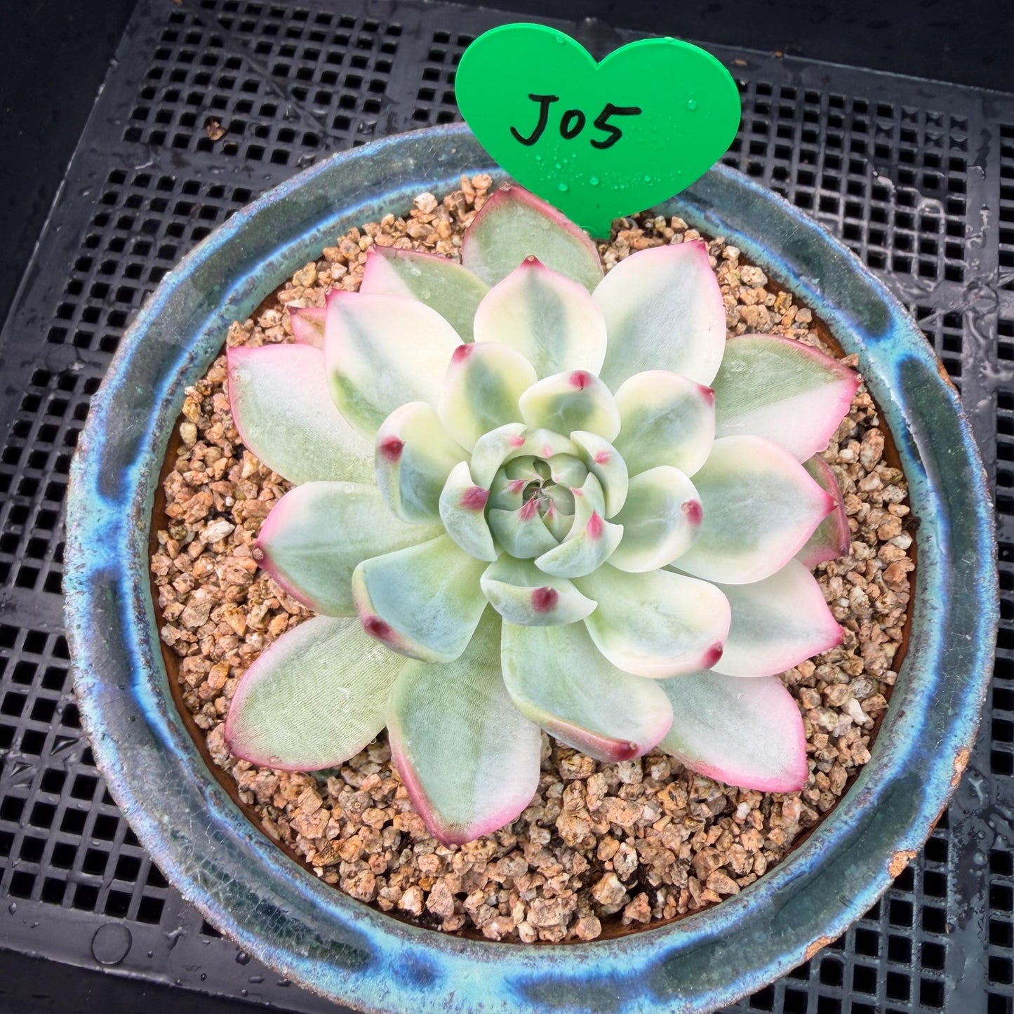 Echeveria  ‘Chihuahuaenis variegated',  single head, 3.1inches ,J05