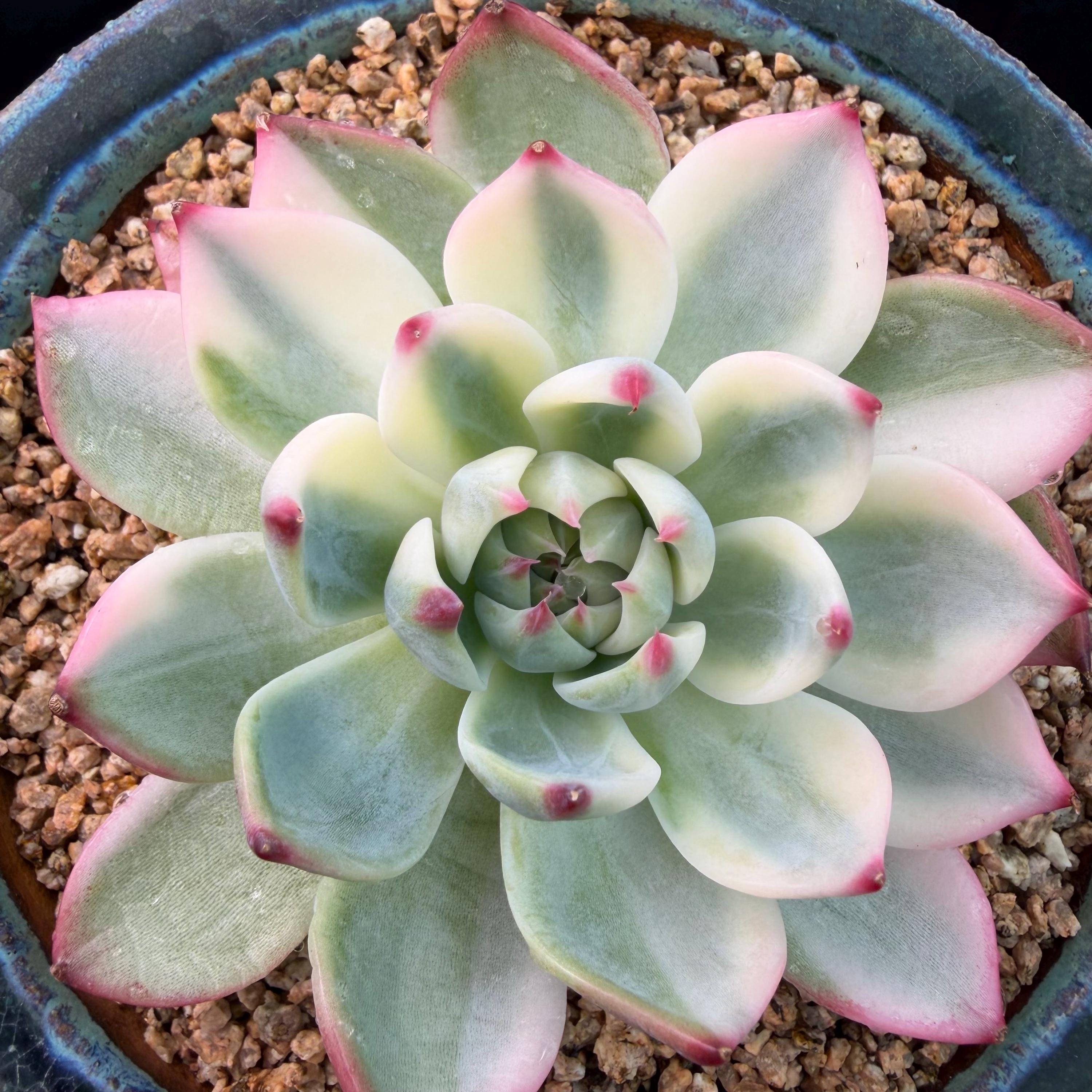 Echeveria – Succulent Loft