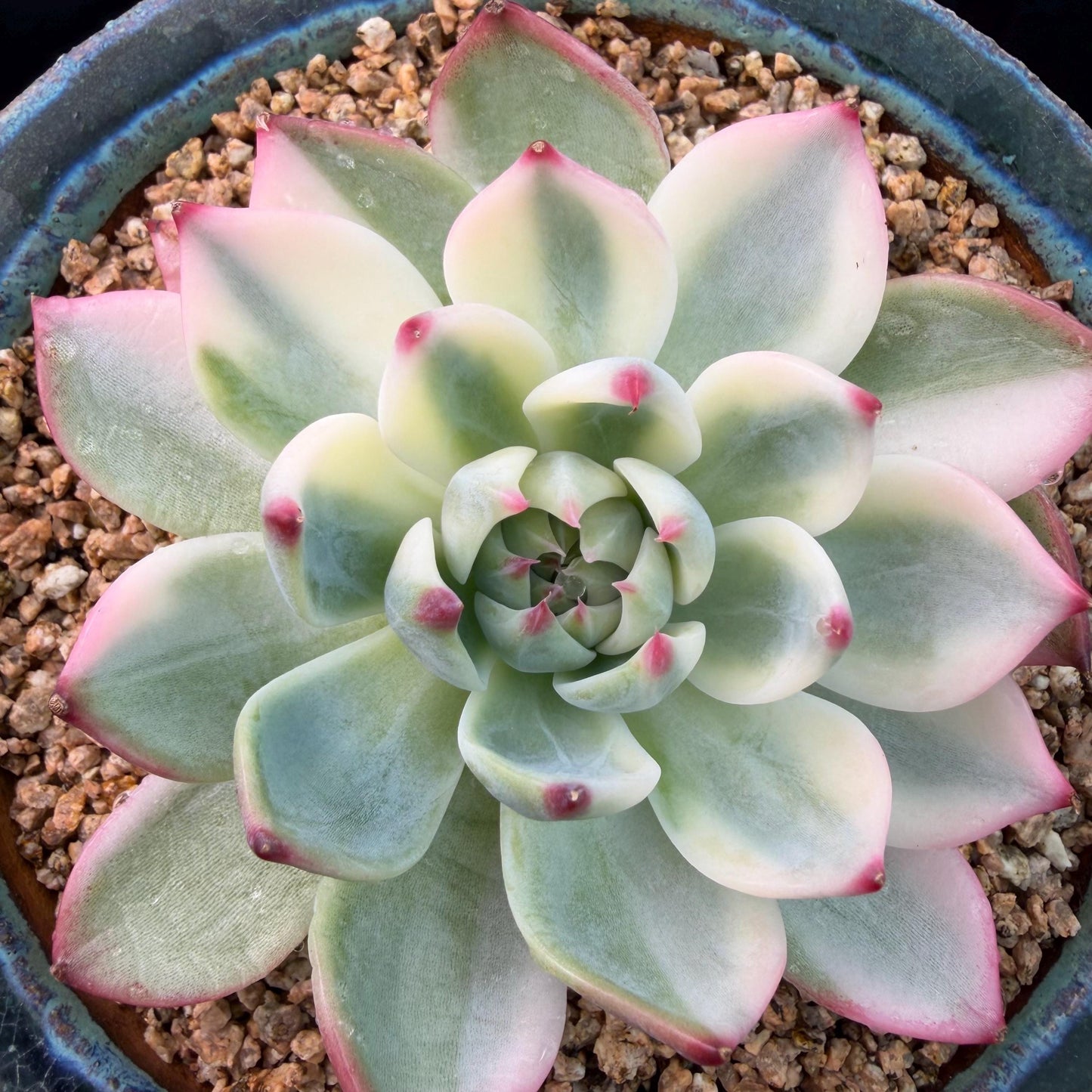 Echeveria  ‘Chihuahuaenis variegated',  single head, 3.1inches ,J05
