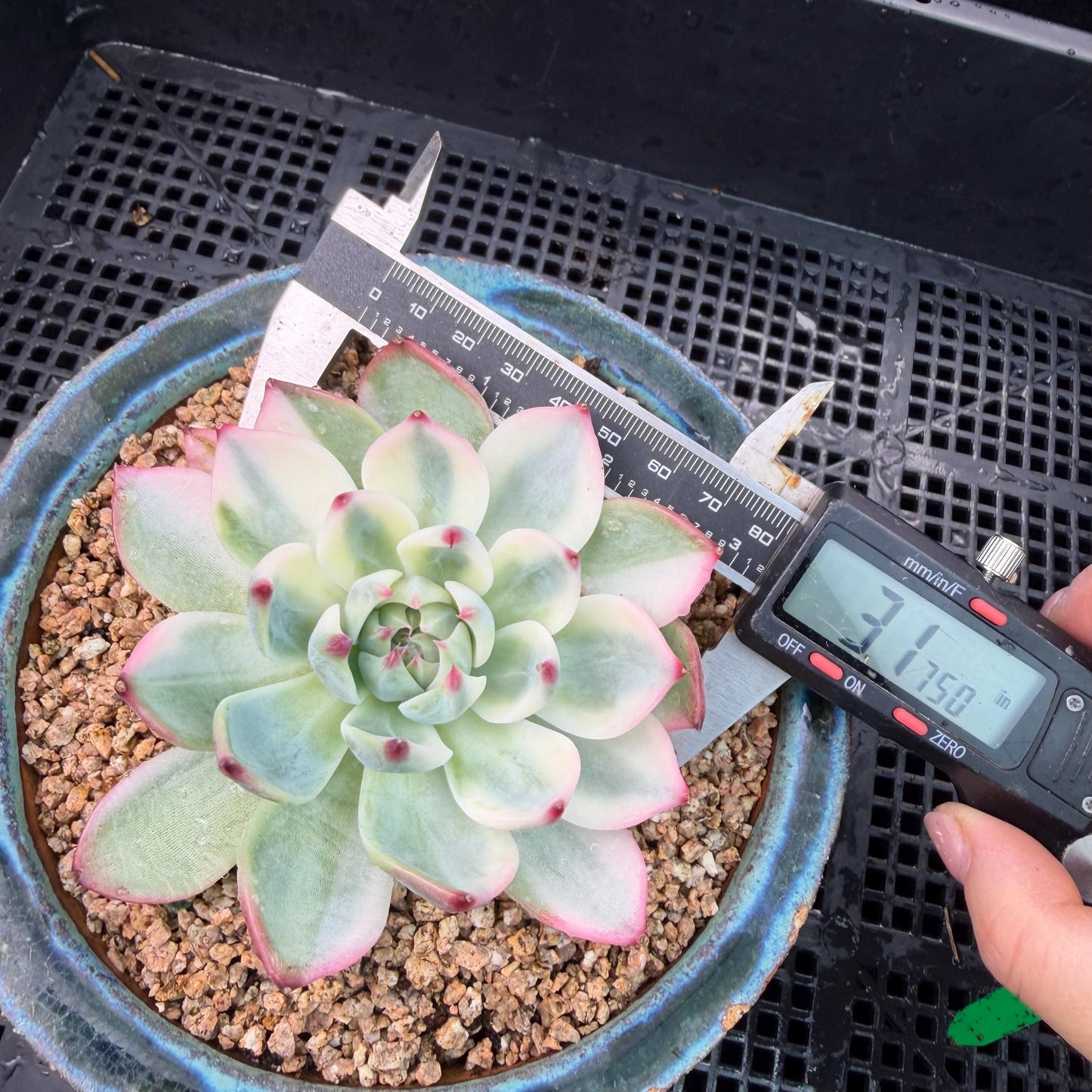 Echeveria  ‘Chihuahuaenis variegated',  single head, 3.1inches ,J05