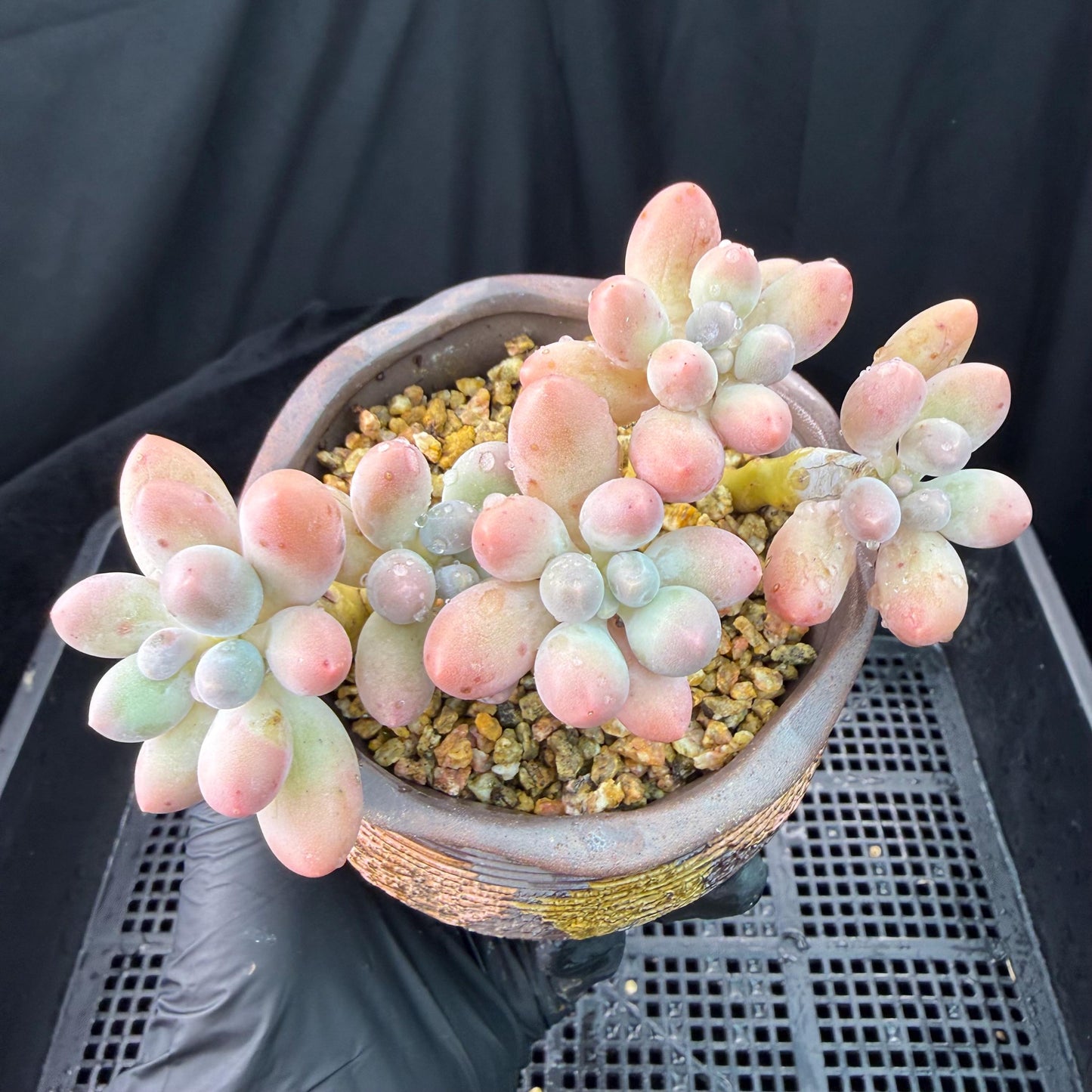 Echeveria  ‘sweetball',  3.6inches, J18