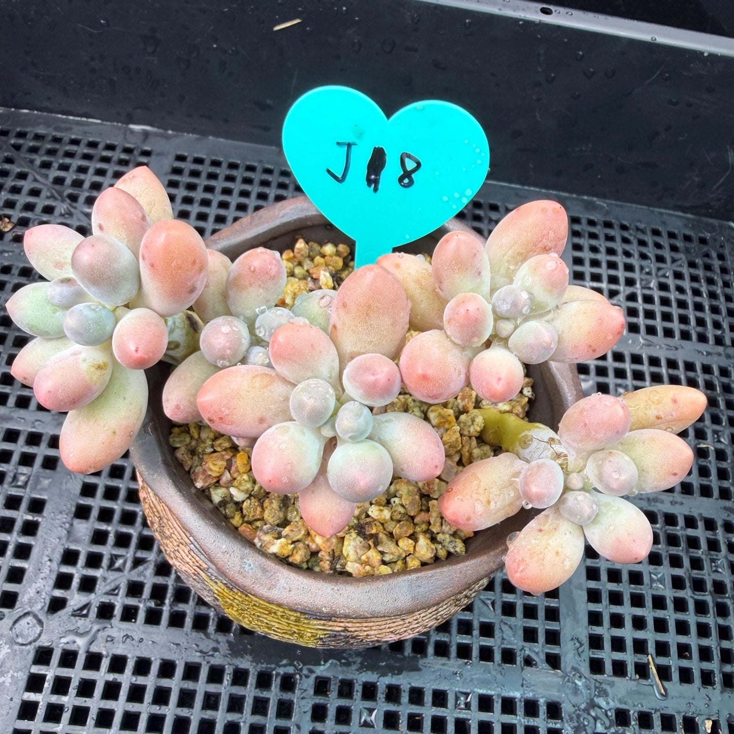Echeveria  ‘sweetball',  3.6inches, J18