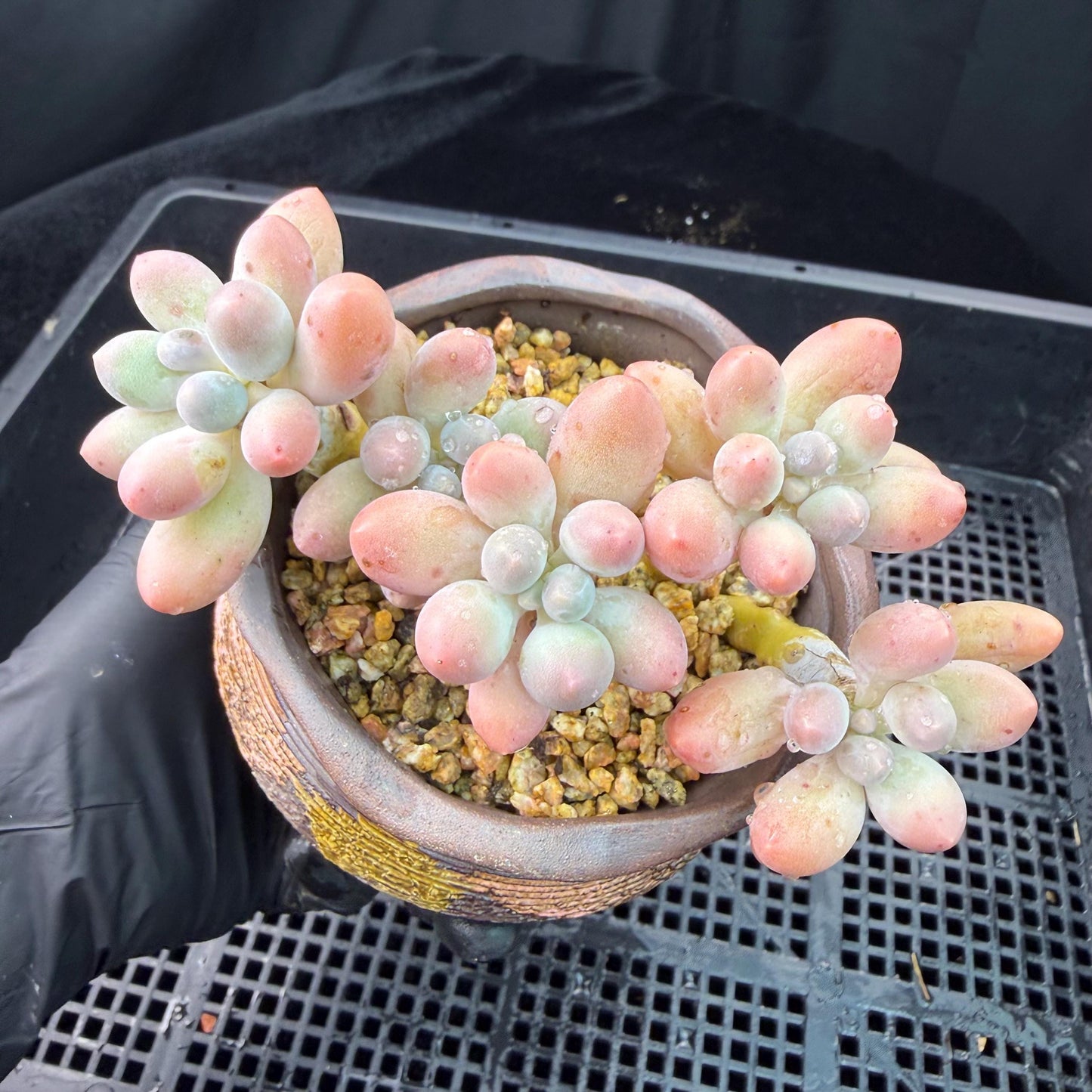 Echeveria  ‘sweetball',  3.6inches, J18