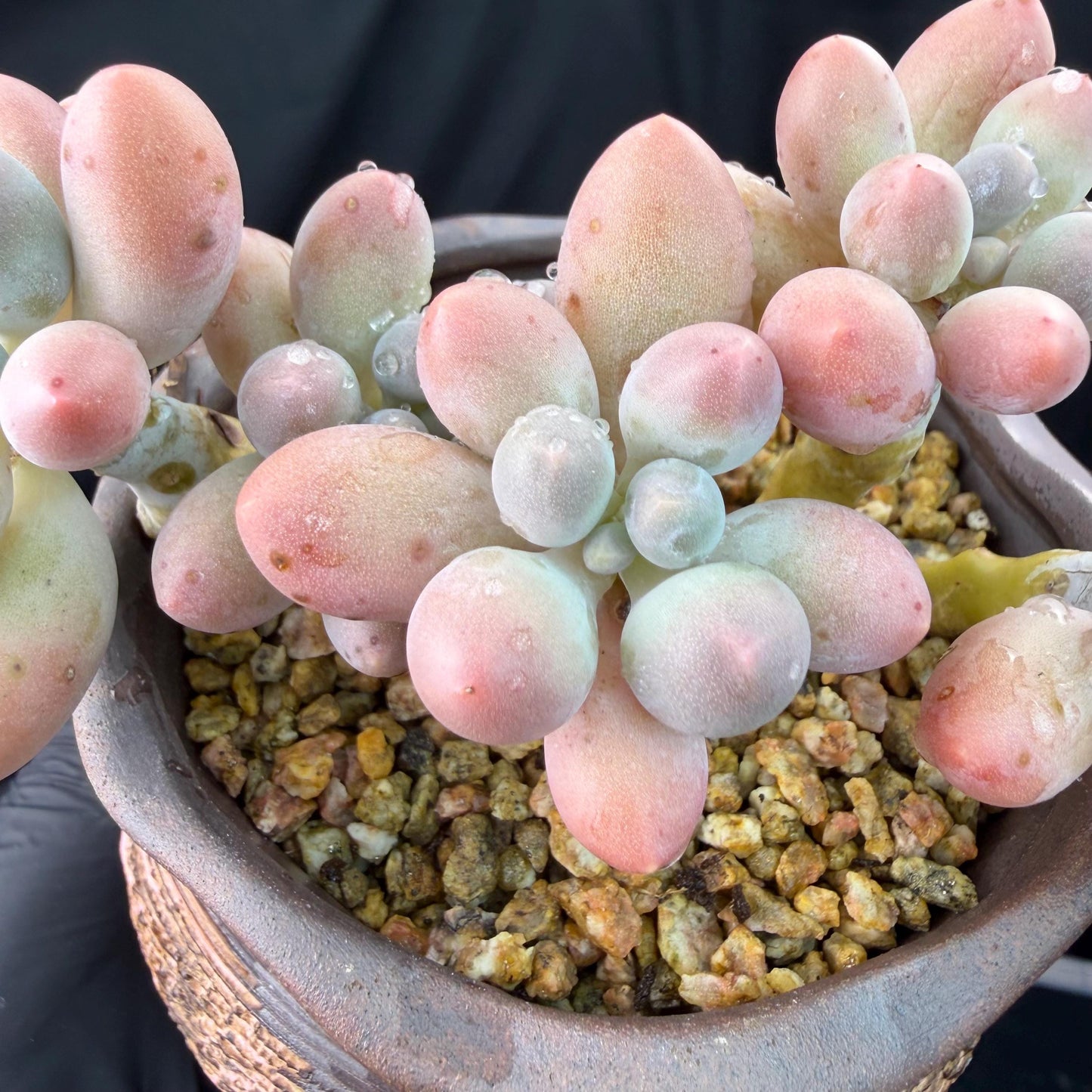 Echeveria  ‘sweetball',  3.6inches, J18