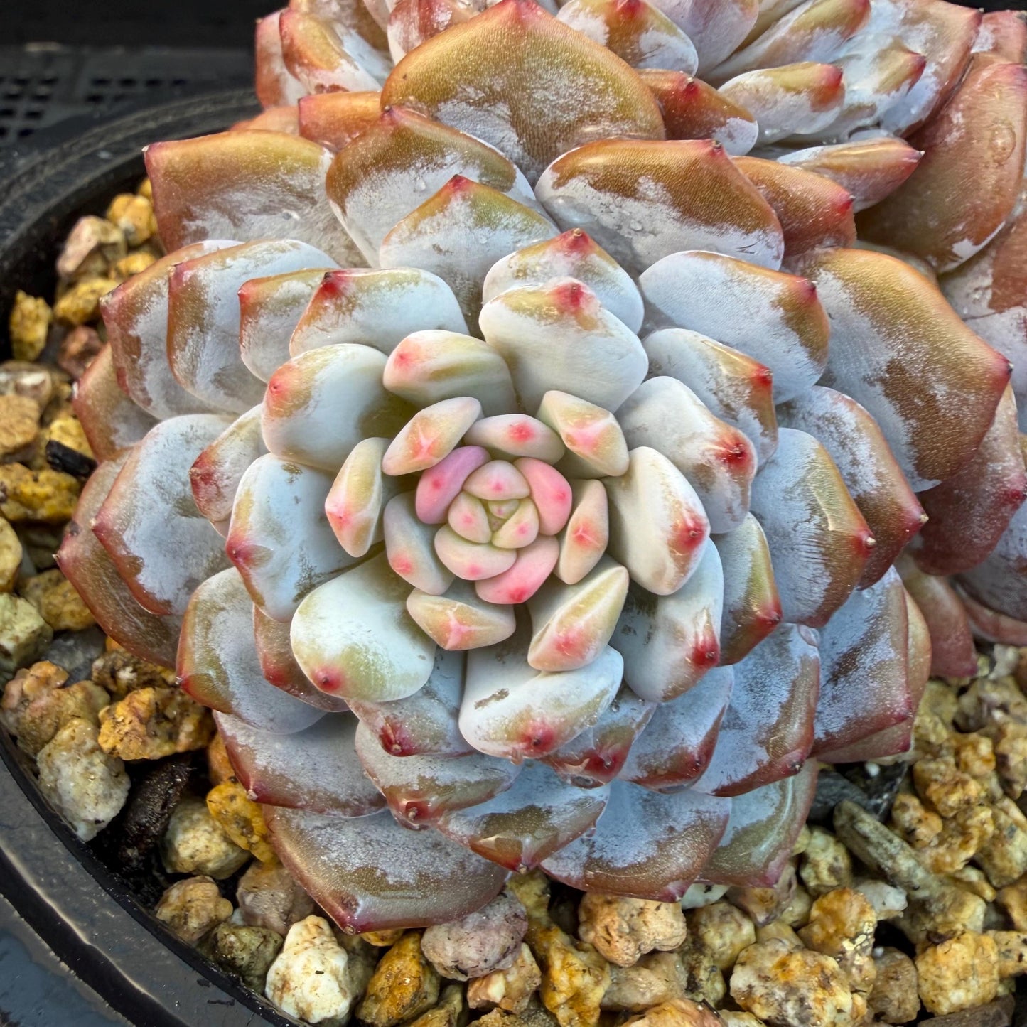 Echeveria ' star orange' ,4heads , 5inches , J09