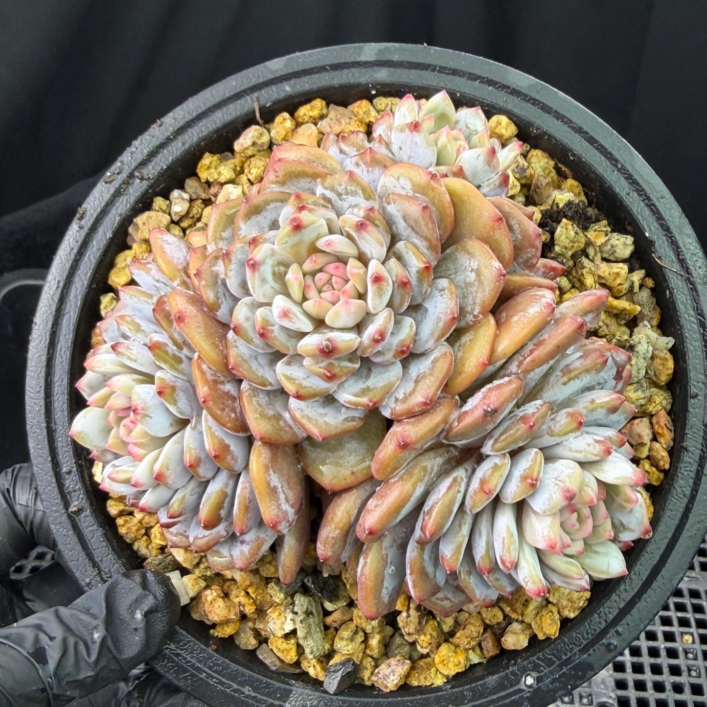 Echeveria ' star orange' ,4heads , 5inches , J09