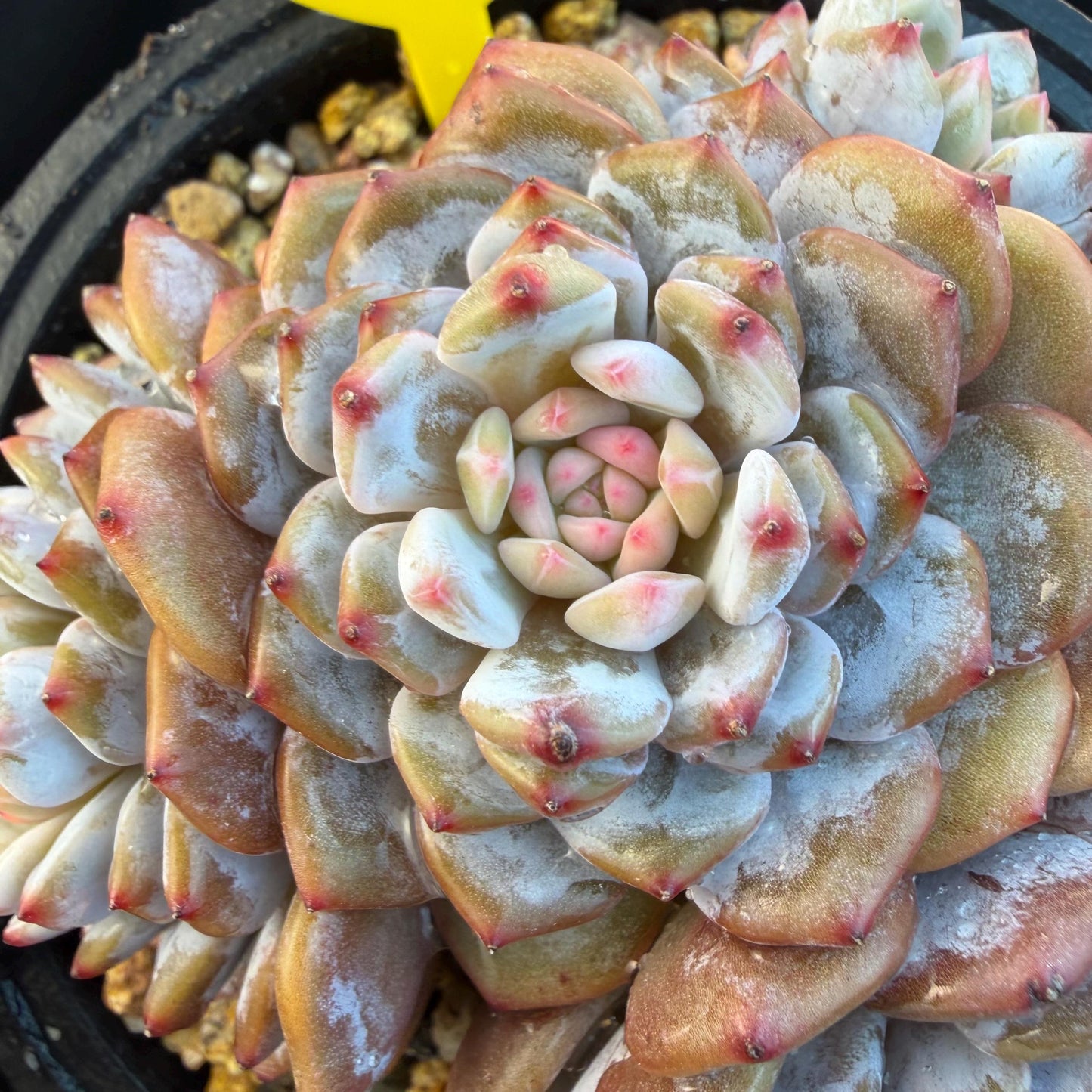 Echeveria ' star orange' ,4heads , 5inches , J09