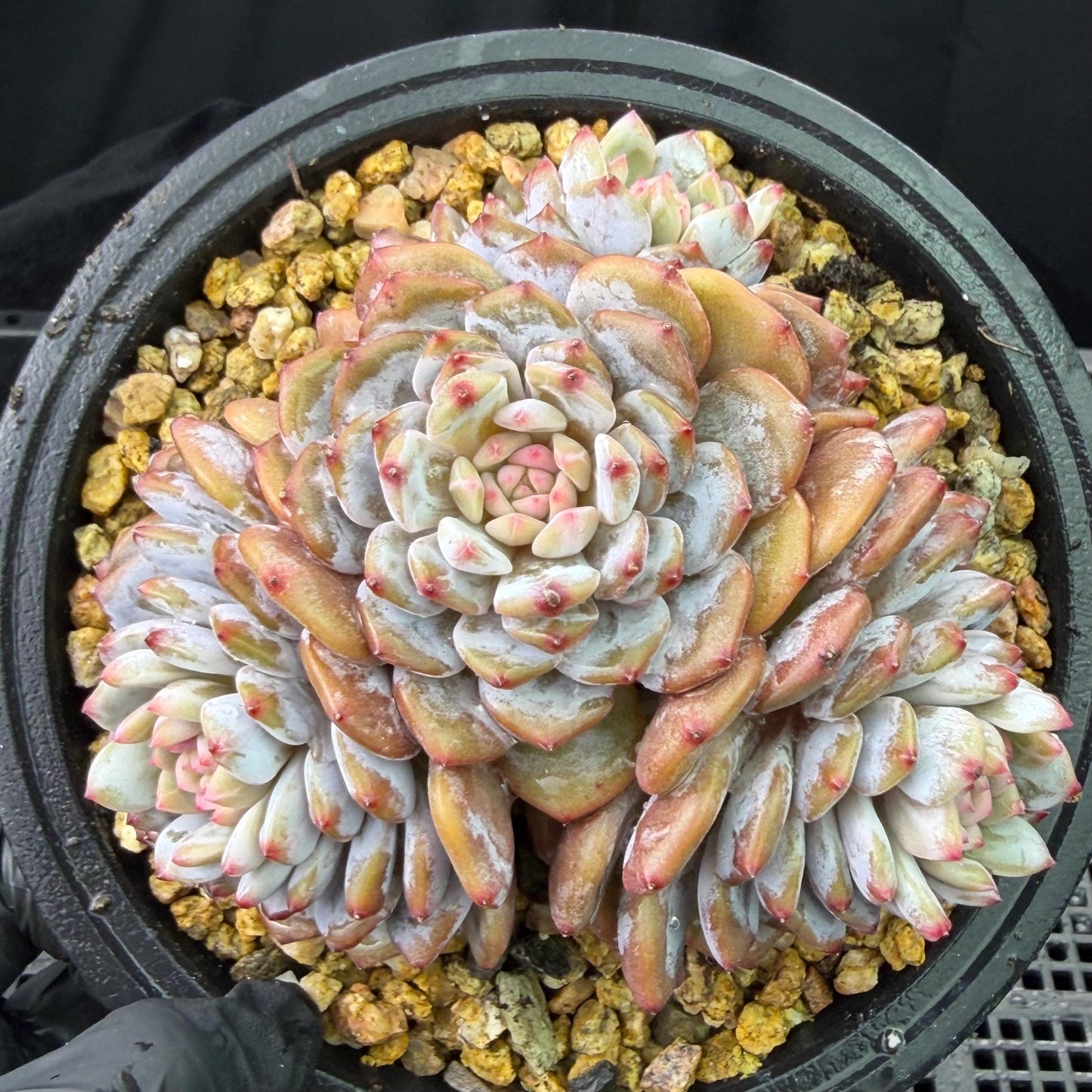Echeveria ' star orange' ,4heads , 5inches , J09