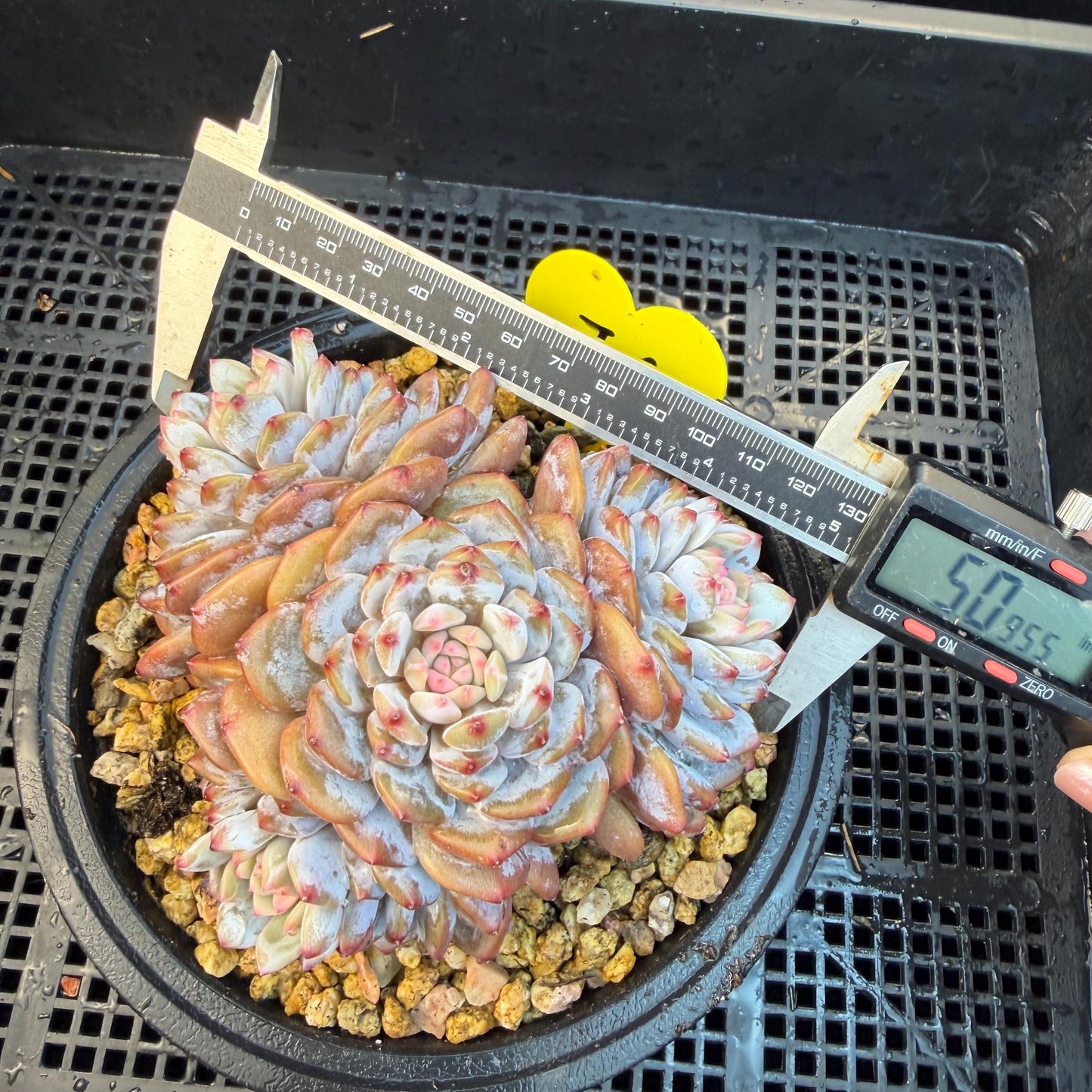 Echeveria ' star orange' ,4heads , 5inches , J09