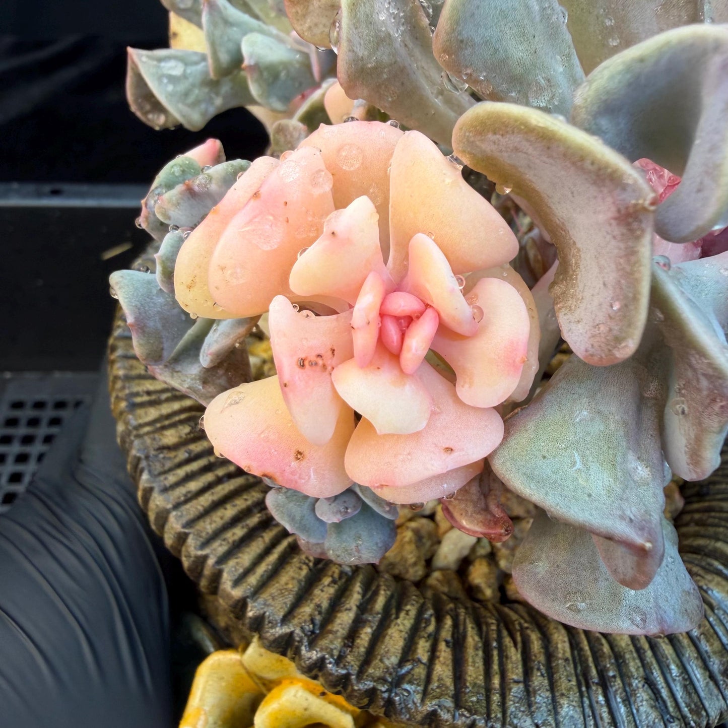 Echeveria  ‘Cubic frost with a variegated ’, 5.5inches -J17