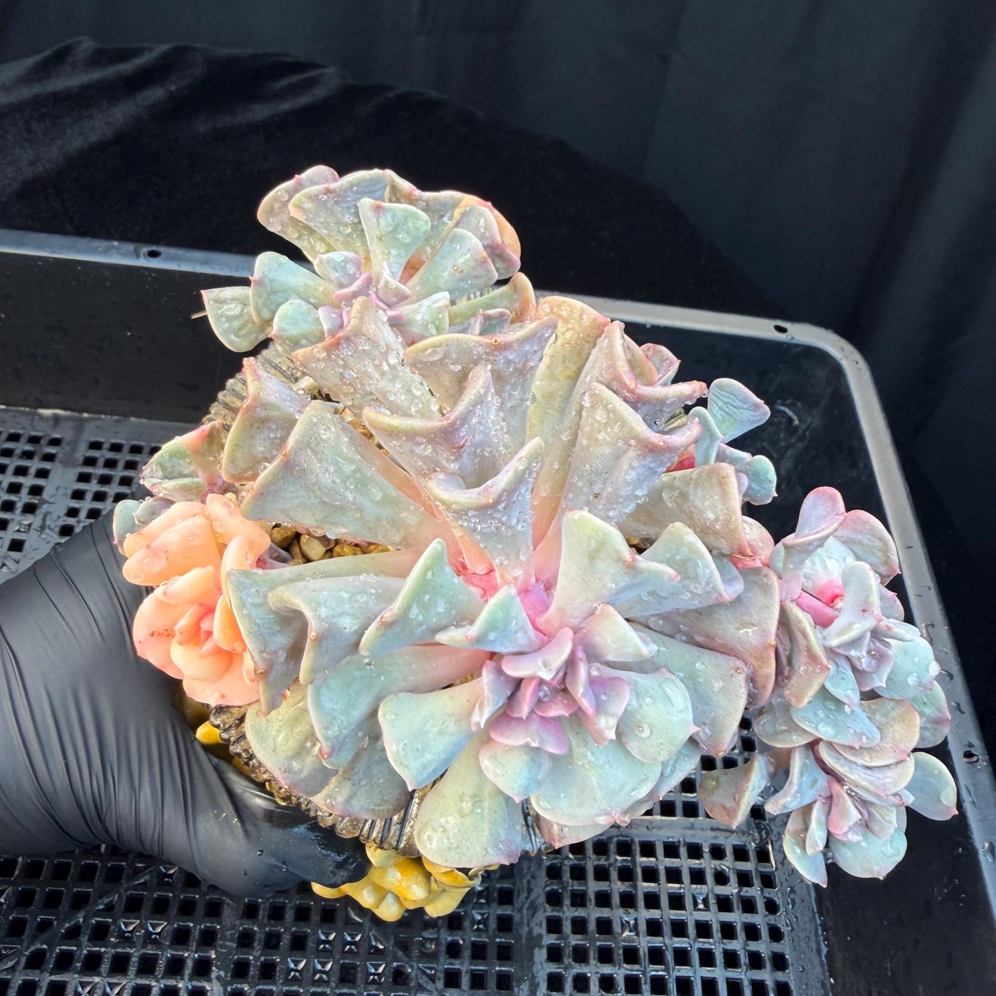Echeveria  ‘Cubic frost with a variegated ’, 5.5inches -J17
