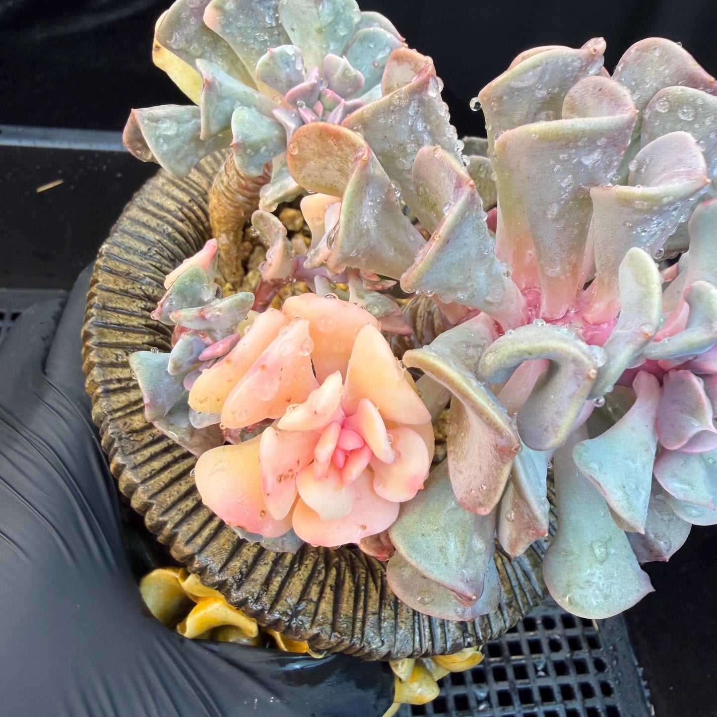 Echeveria  ‘Cubic frost with a variegated ’, 5.5inches -J17