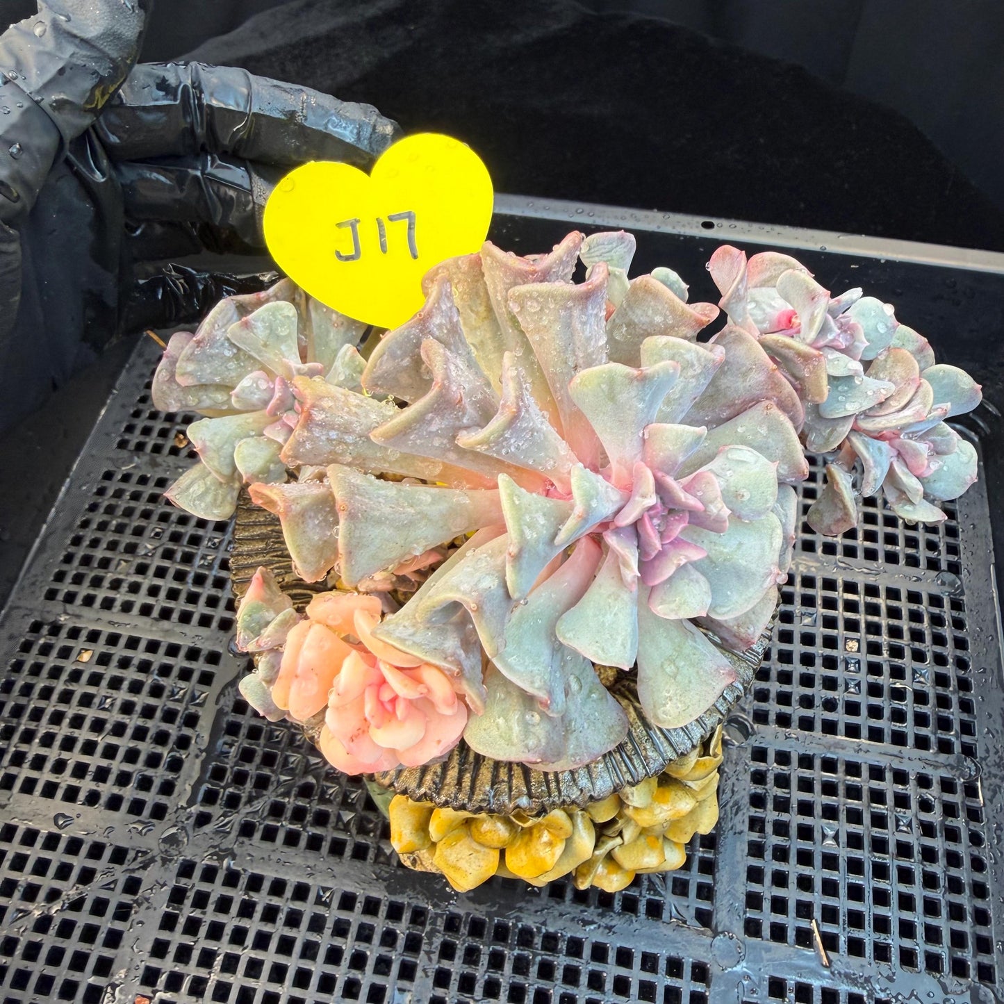 Echeveria  ‘Cubic frost with a variegated ’, 5.5inches -J17