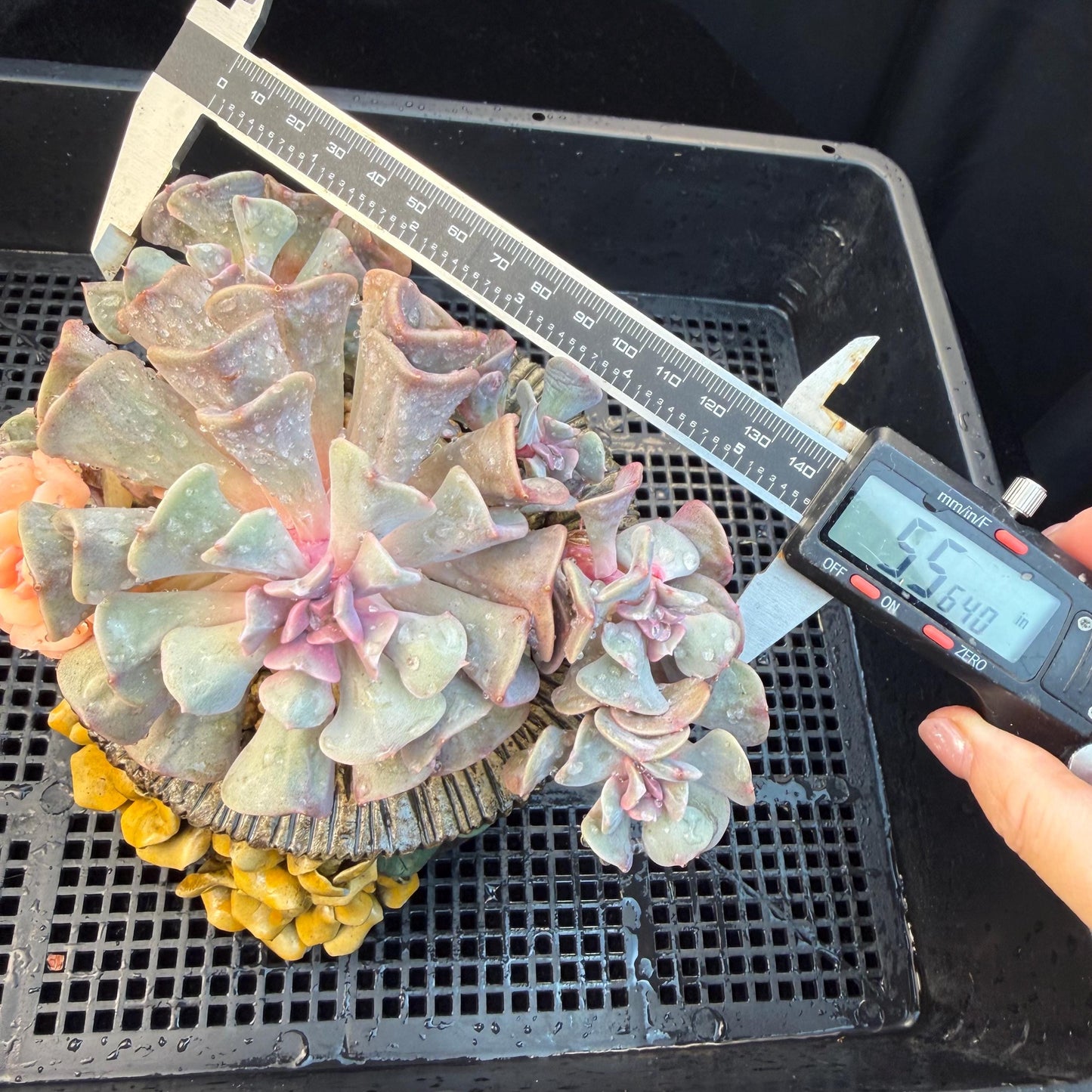 Echeveria  ‘Cubic frost with a variegated ’, 5.5inches -J17