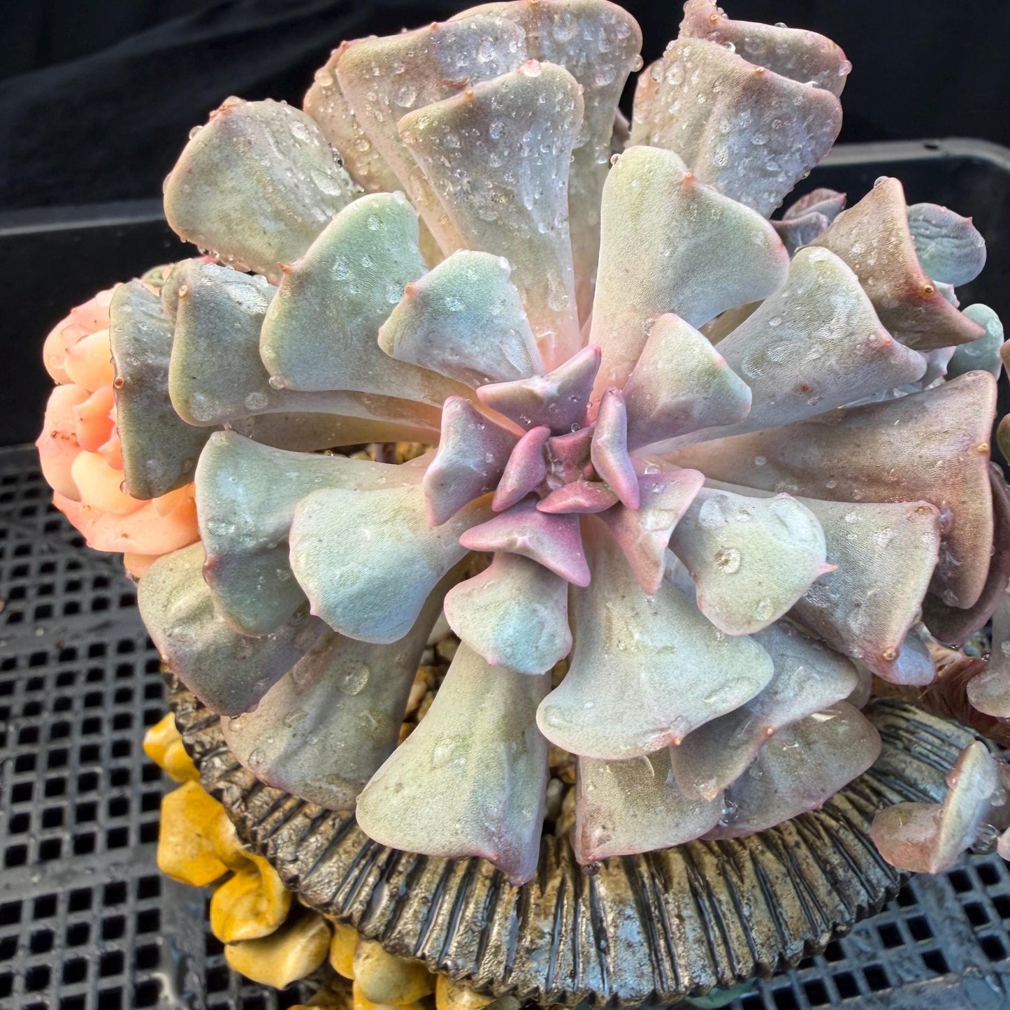 Echeveria  ‘Cubic frost with a variegated ’, 5.5inches -J17