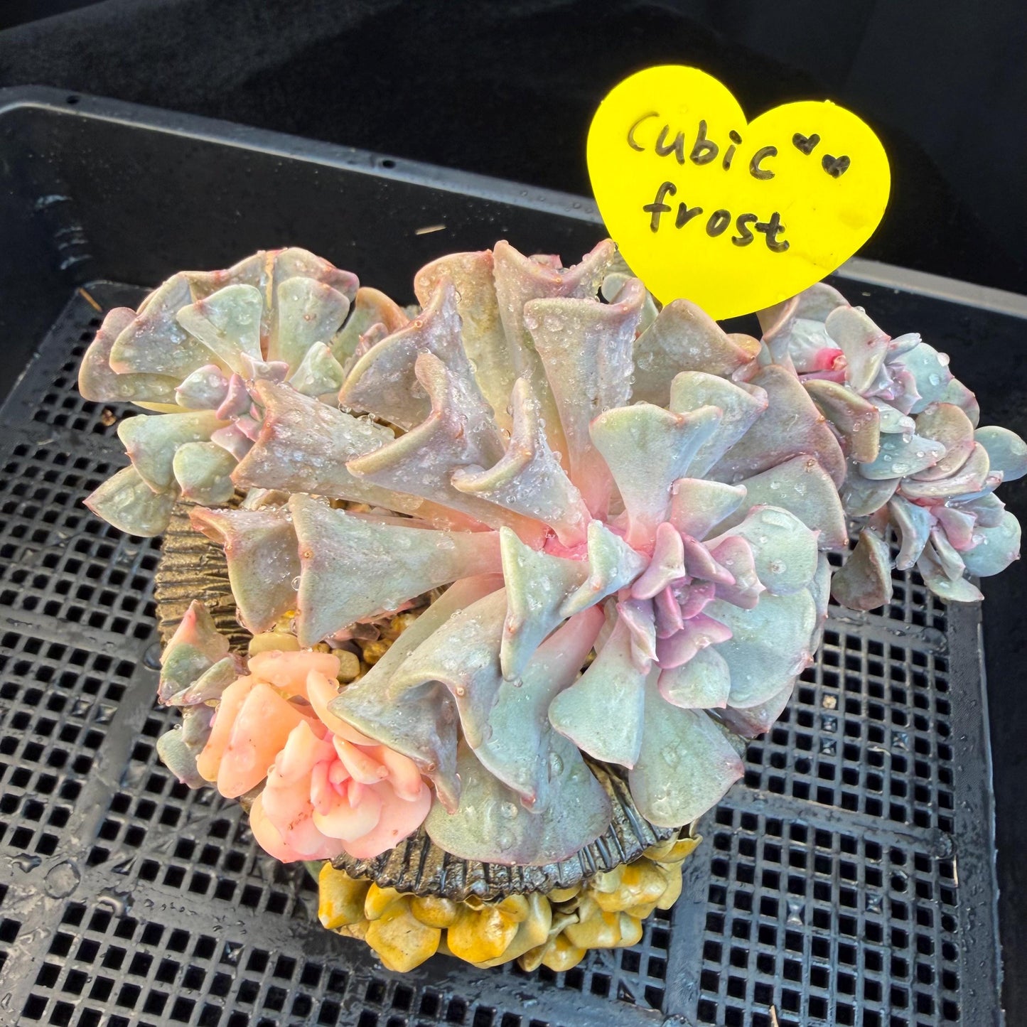 Echeveria  ‘Cubic frost with a variegated ’, 5.5inches -J17