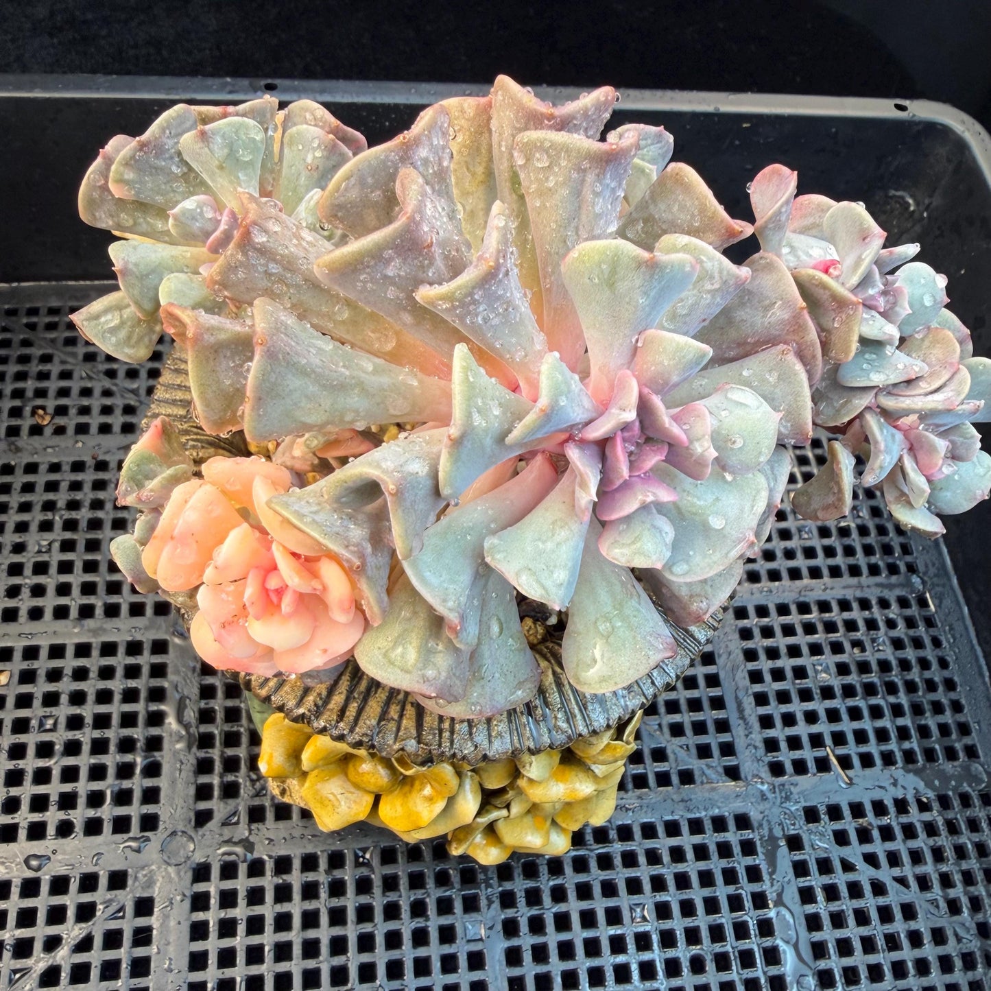Echeveria  ‘Cubic frost with a variegated ’, 5.5inches -J17